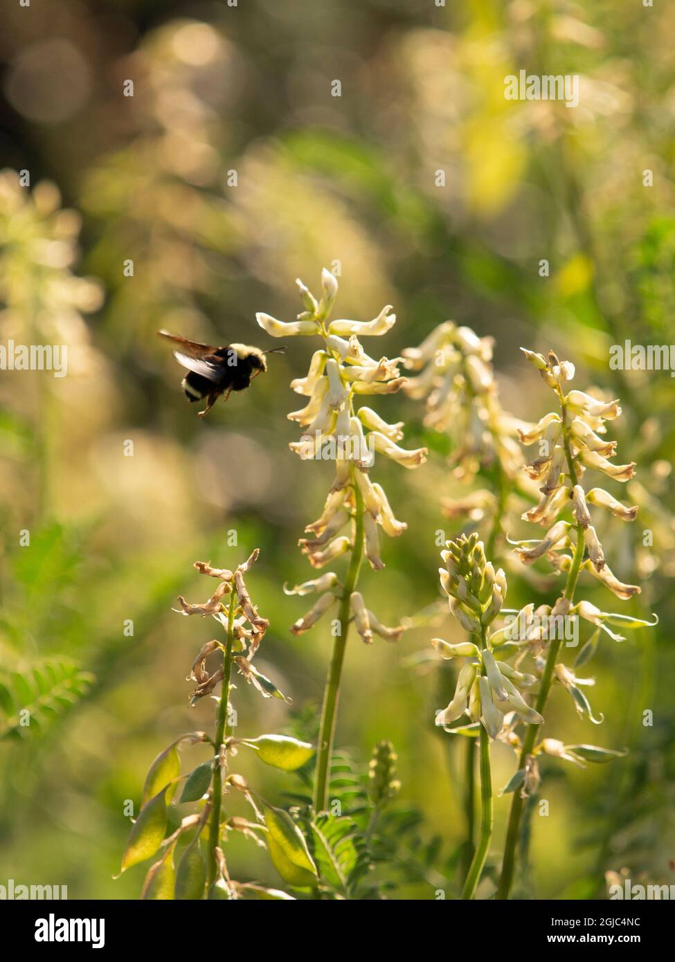 Bumblebee on locoweed flowers (Astragalus), Los Angeles, California