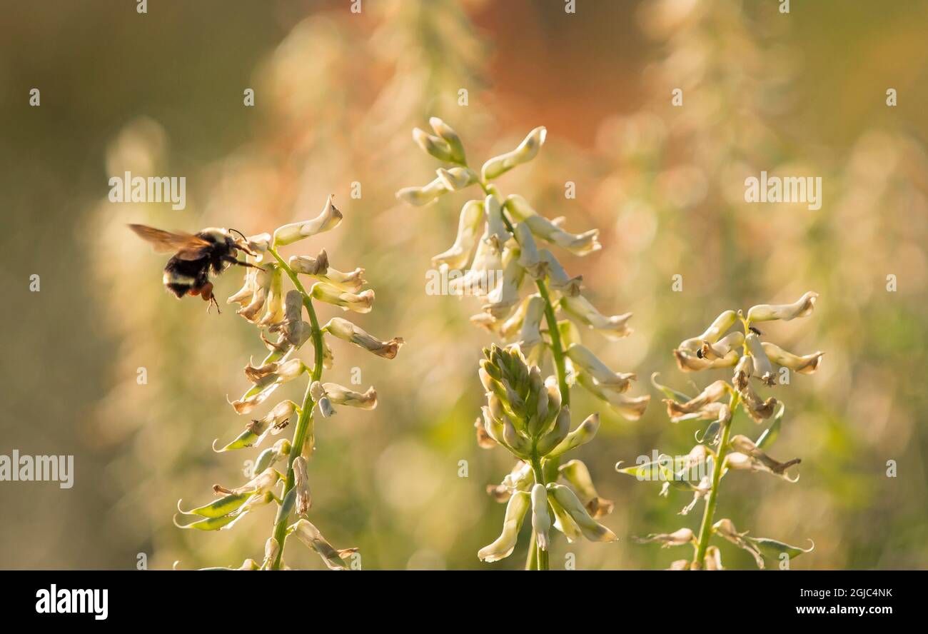 Bumblebee on locoweed flowers (Astragalus), Los Angeles, California Stock Photo