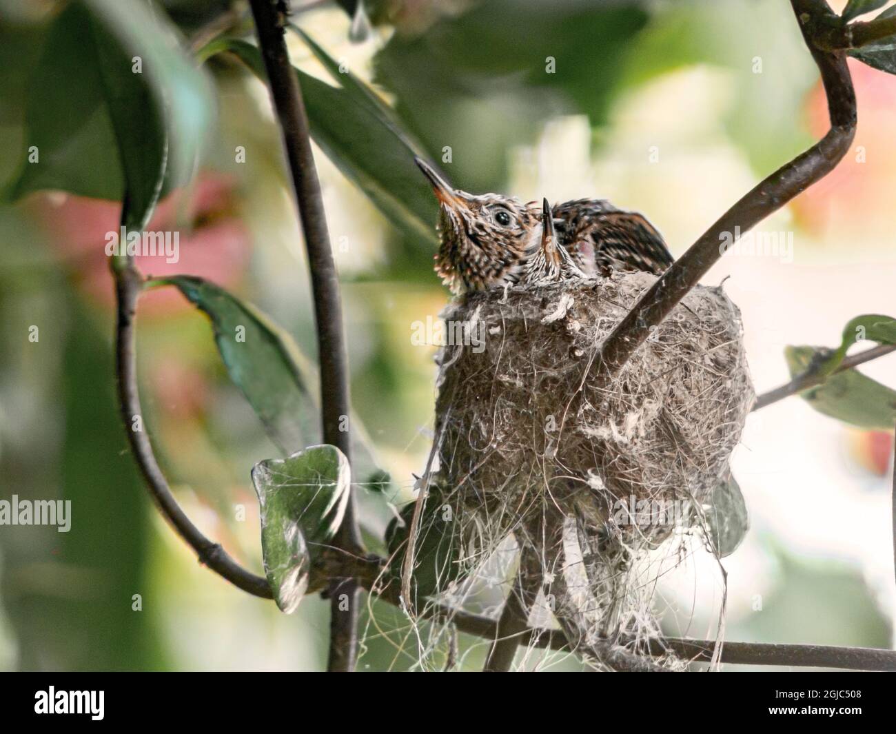 Young bird in Anna's hummingbird nest in bougainvillea vine, Los