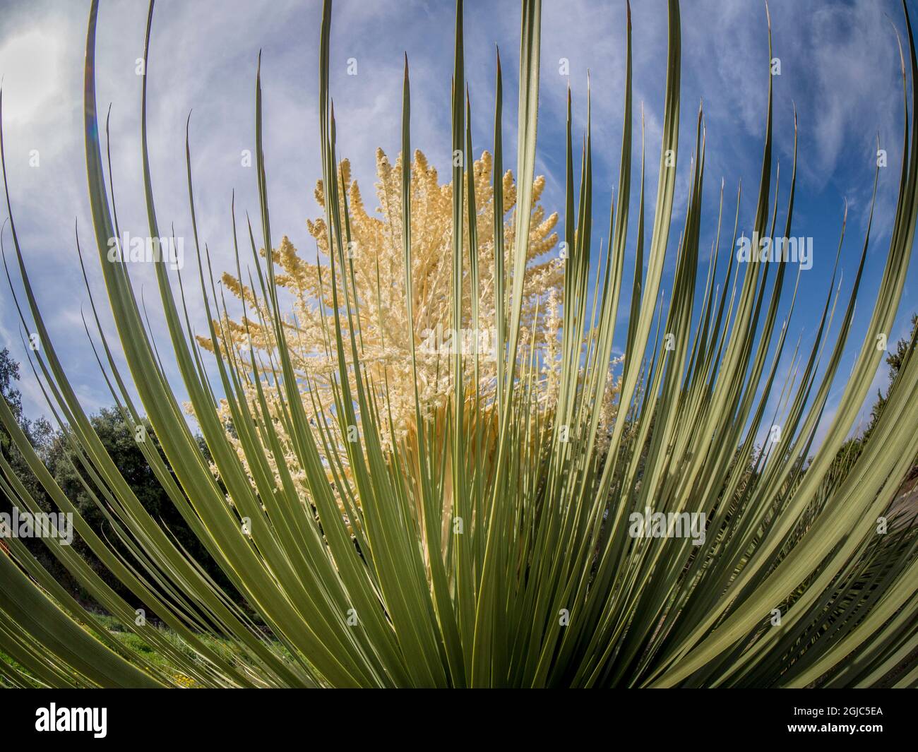 Parry beargrass flowering, Nolina, native California plant in ...