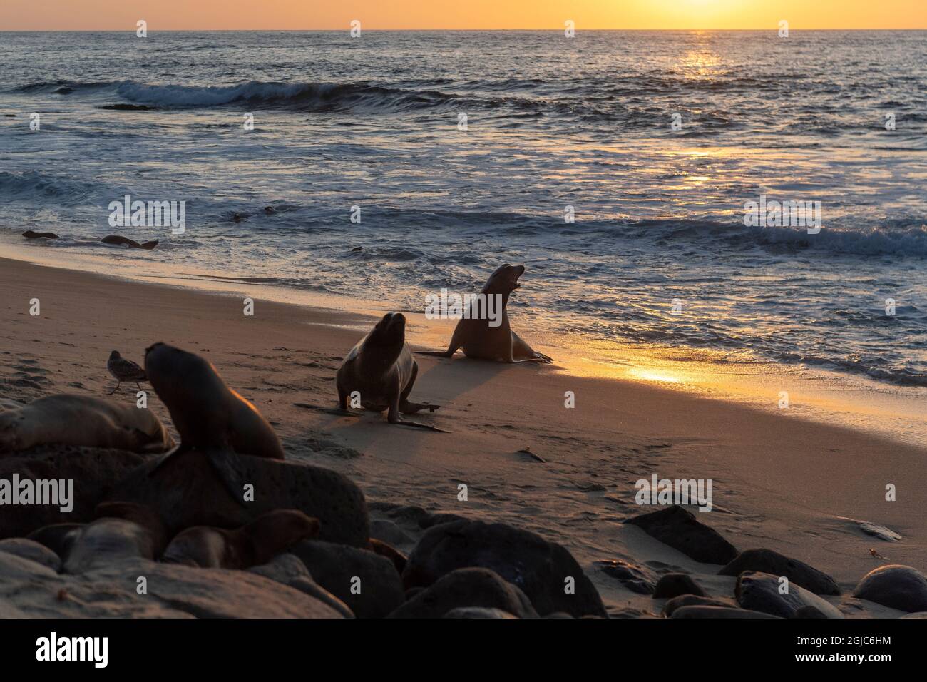 Sea lion bellowing coming out of the water on the beach at sunset Stock Photo