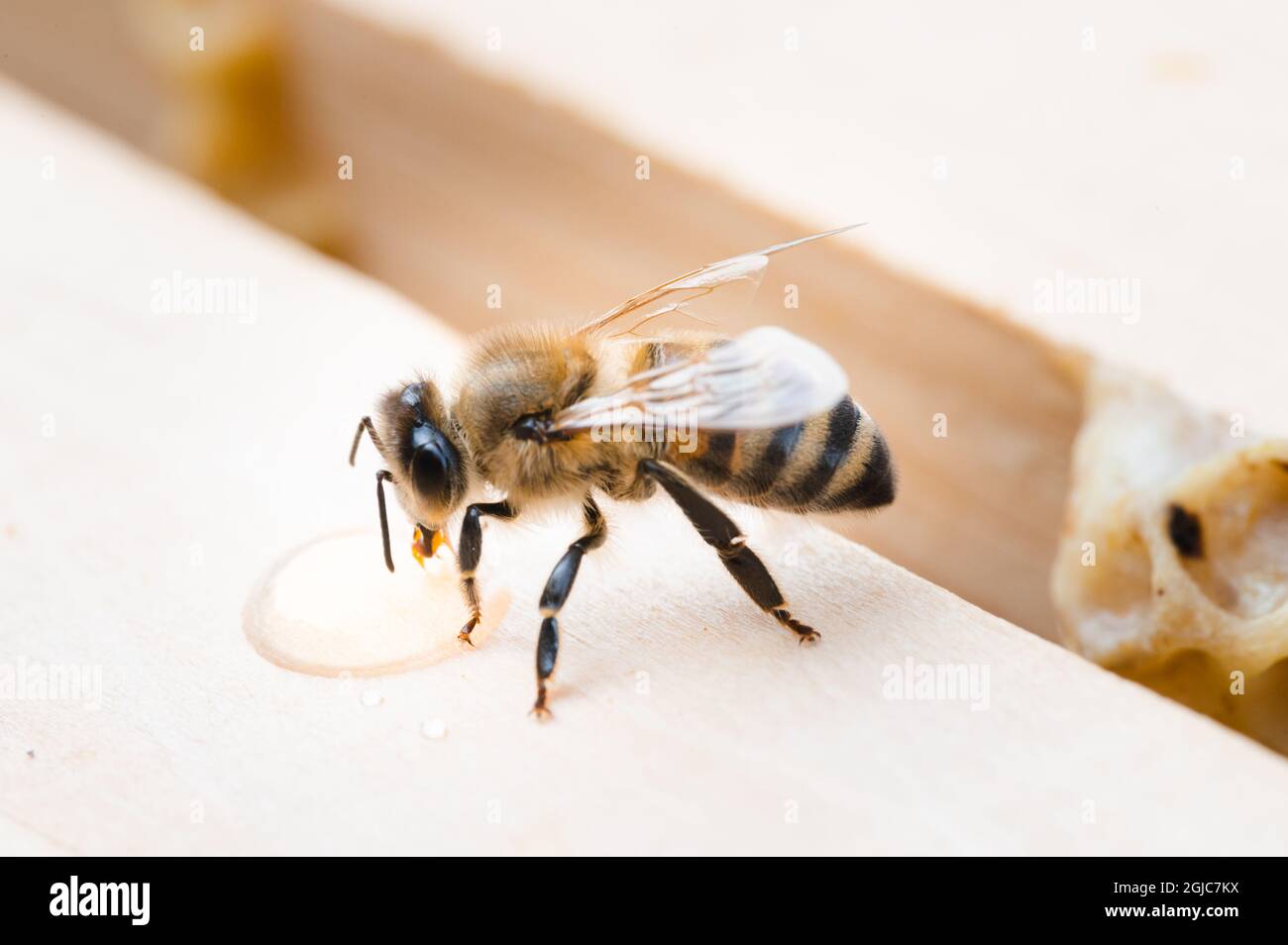 Worker honey bees hi-res stock photography and images - Alamy