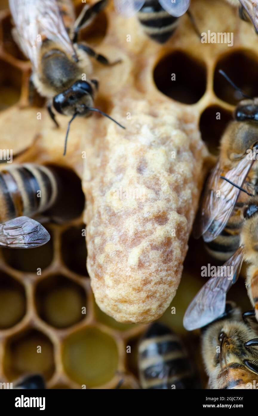 Capped Queen Cell in a Honey Bee Colony Stock Photo Alamy