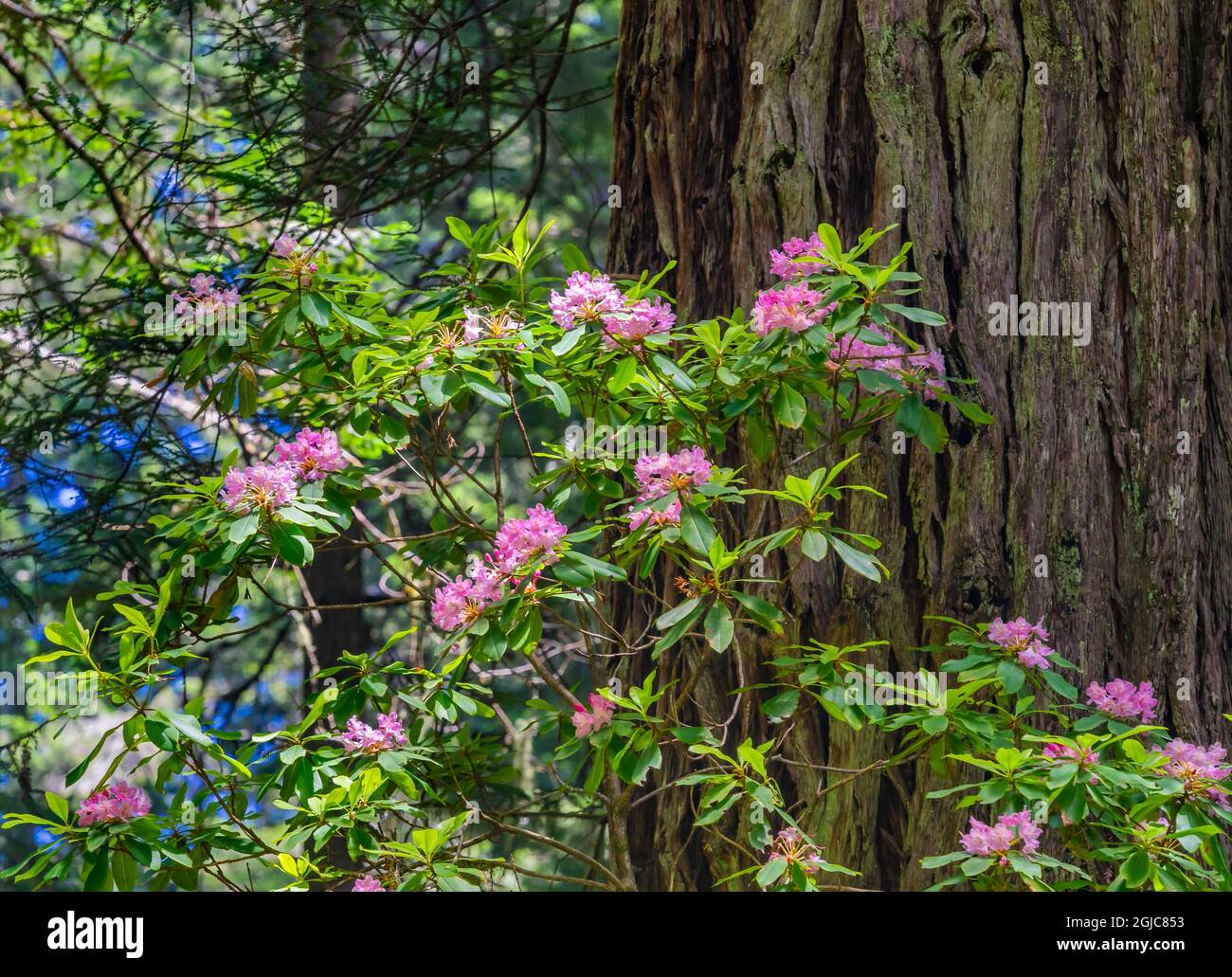 Green Large trees pink rhododendron, Lady Bird Johnson Grove, Redwoods National Park, California. Tallest trees in the world, thousands of year old. Stock Photo