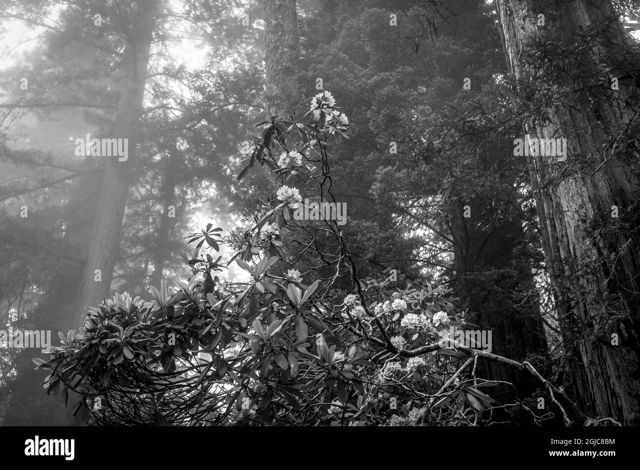 Dendron Black and White Stock Photos & Images - Alamy