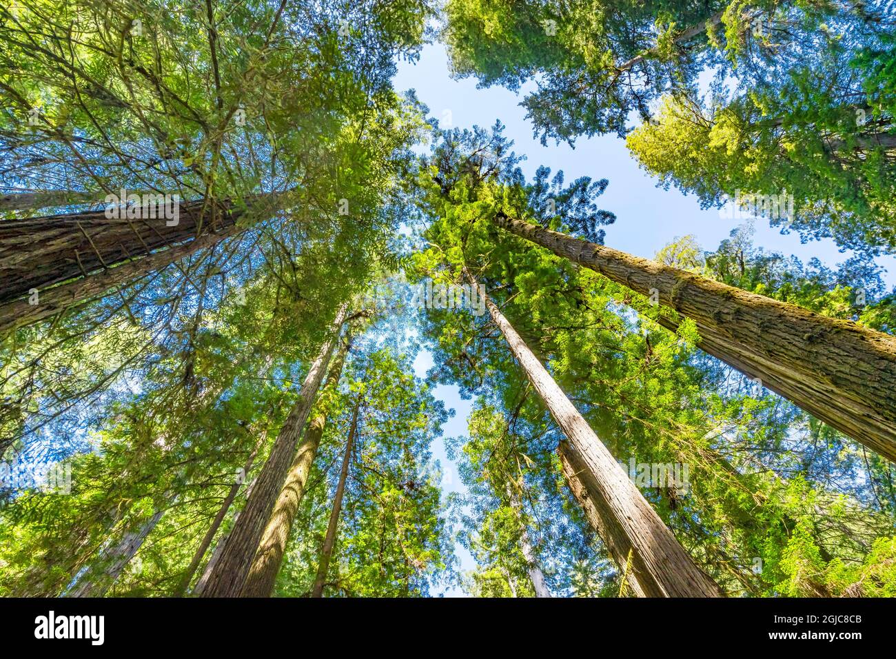 Green towering tree, Redwoods National Park, Newton B Drury Drive