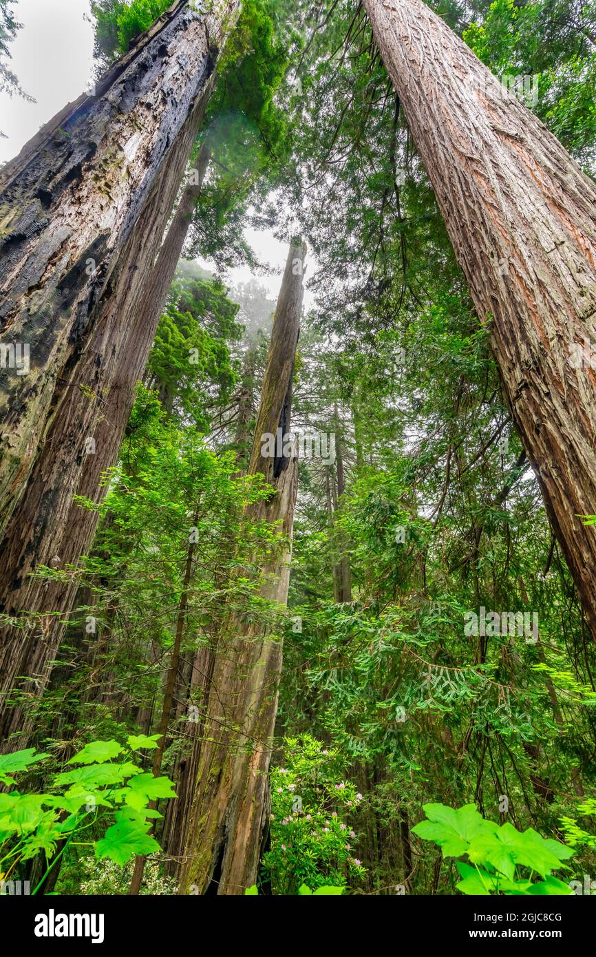 Green towering tree, Redwoods National Park, Newton B Drury Drive