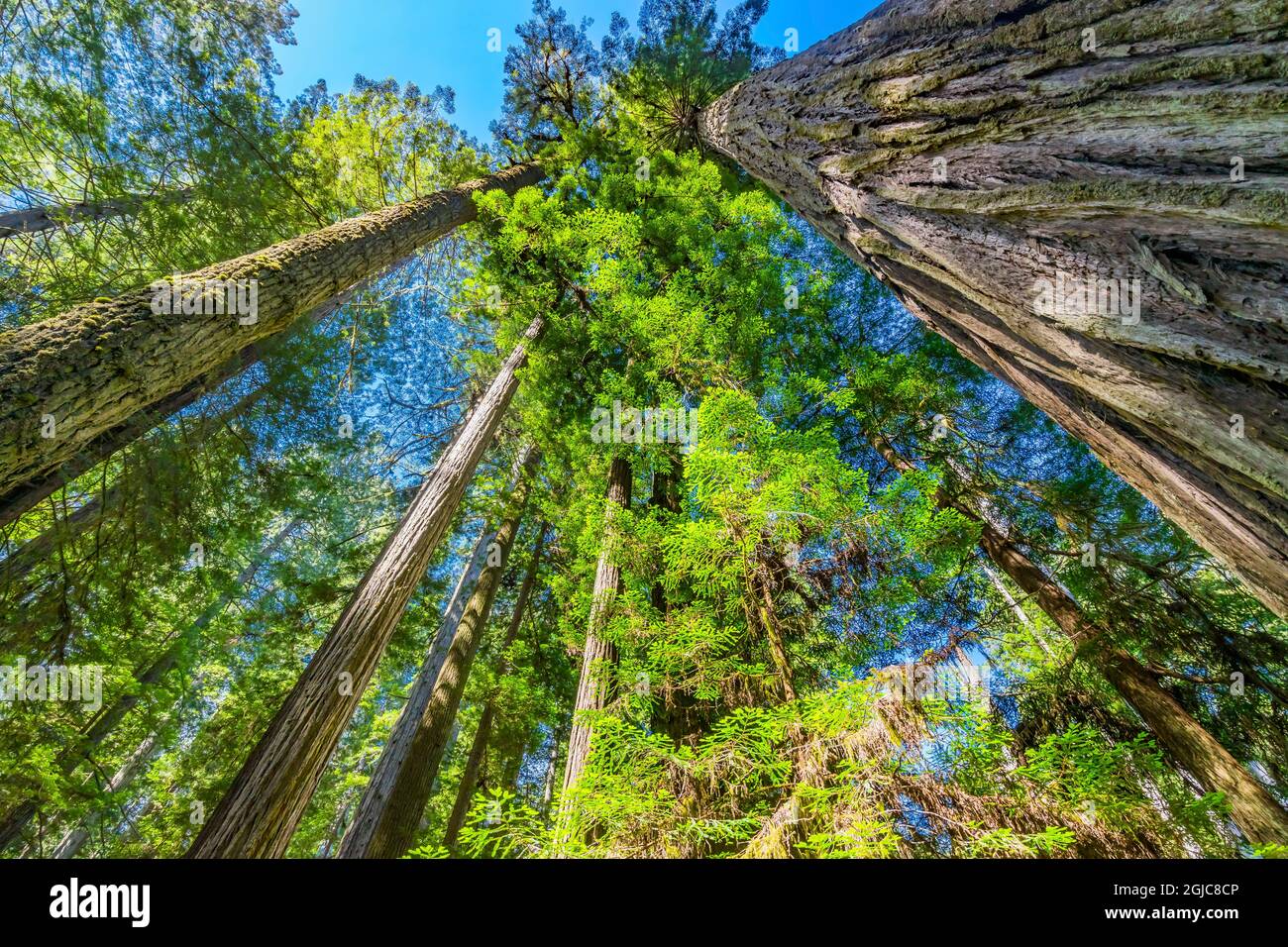 Green towering tree, Redwoods National Park, Newton B Drury Drive