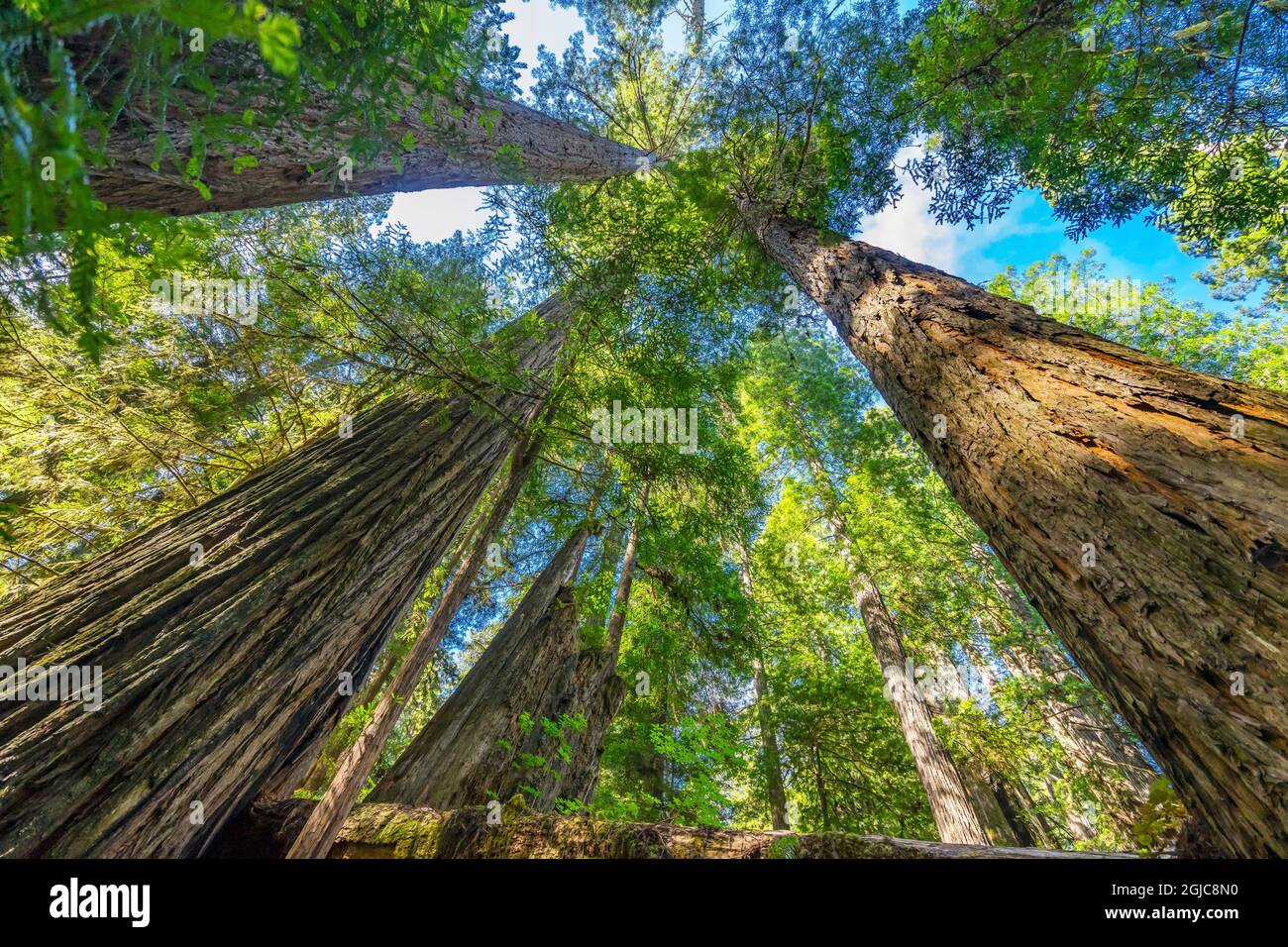 Green towering tree, Redwoods National Park, Newton B Drury Drive