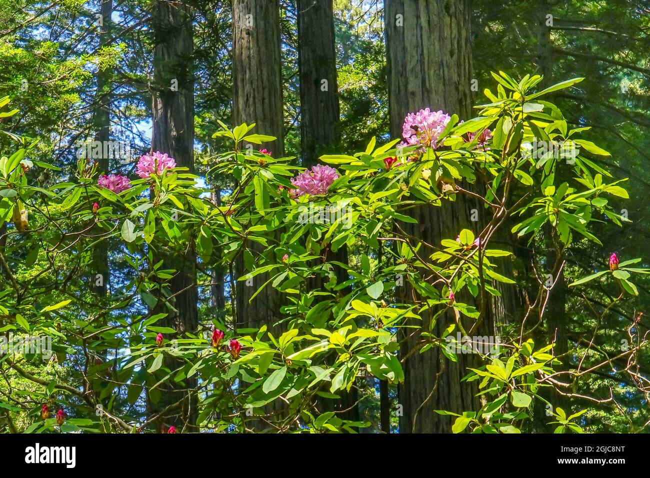 Green trees pink rhododendron, Lady Bird Johnson Grove, Redwoods National Park, California. Tallest trees in the world, thousands of year old. Stock Photo
