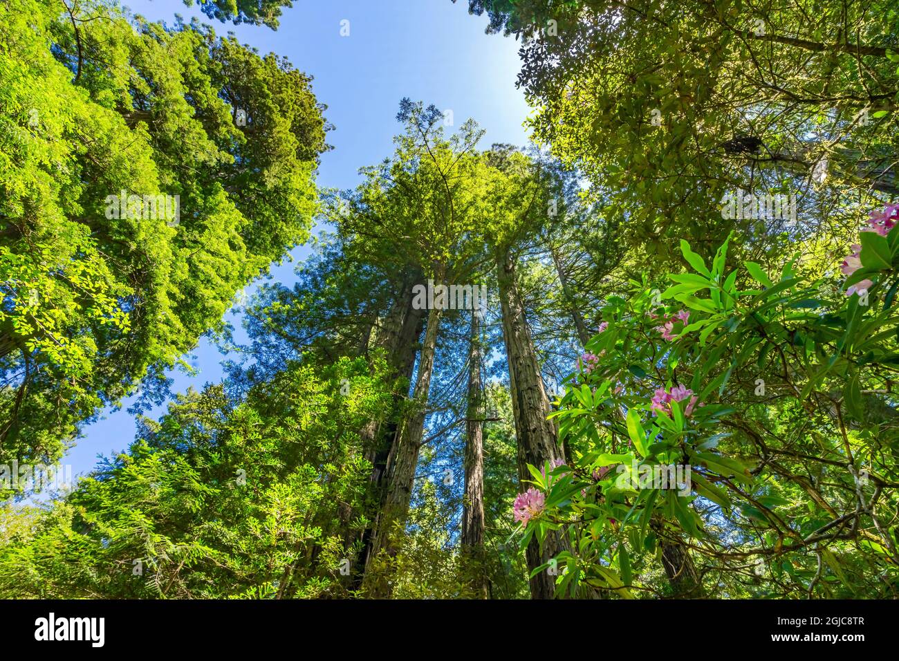 Green towering trees, pink rhododendron, Lady Bird Johnson Grove ...