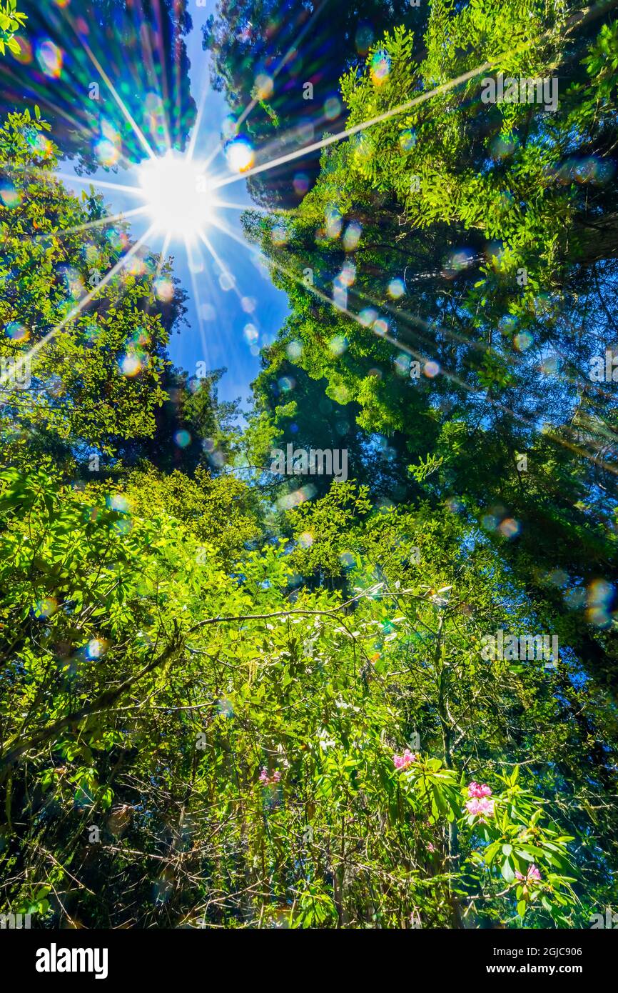 Sun shining through towering trees, pink rhododendron, Lady Bird Johnson Grove, Redwoods National Park, California. Tallest trees in the world Stock Photo