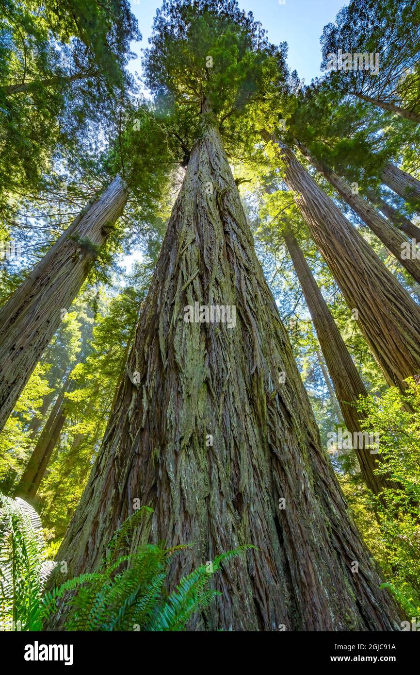 Green towering tree, Redwoods National Park, Newton B Drury Drive