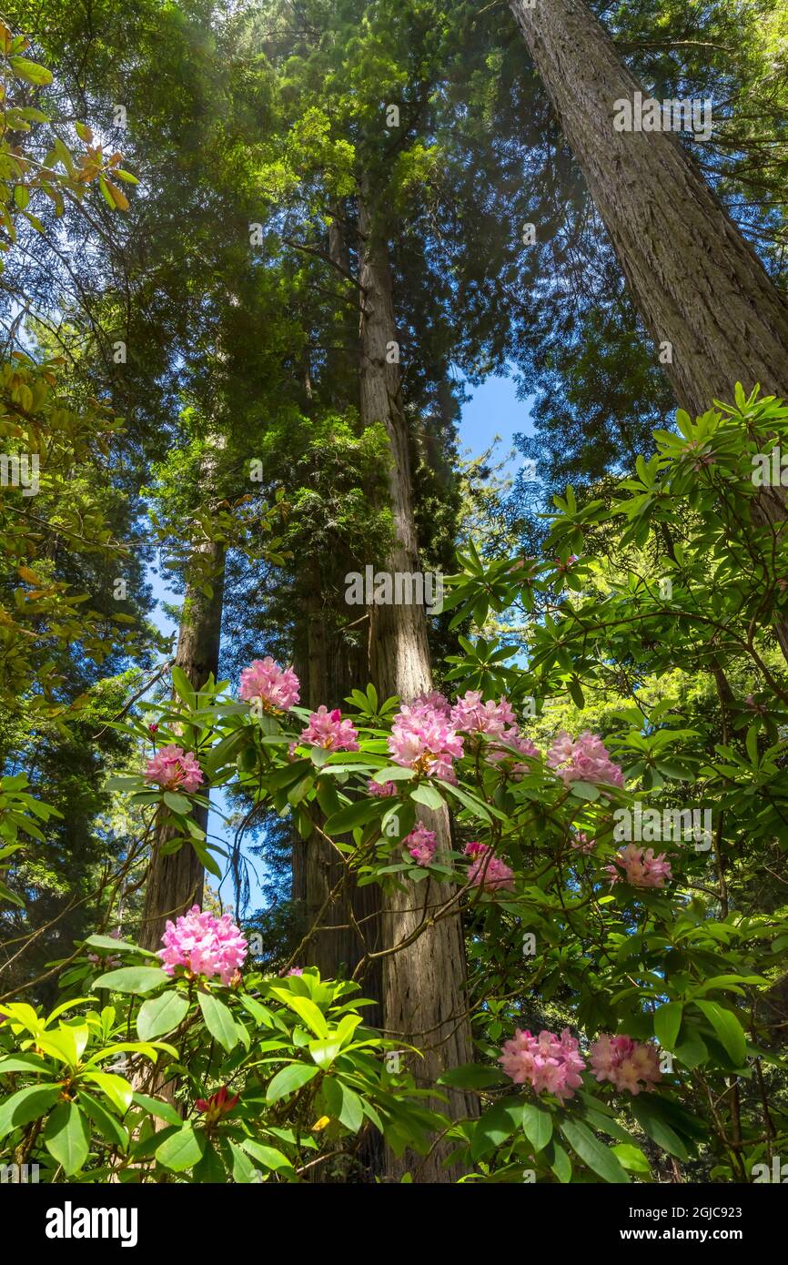Green towering trees, pink rhododendron, Lady Bird Johnson Grove ...
