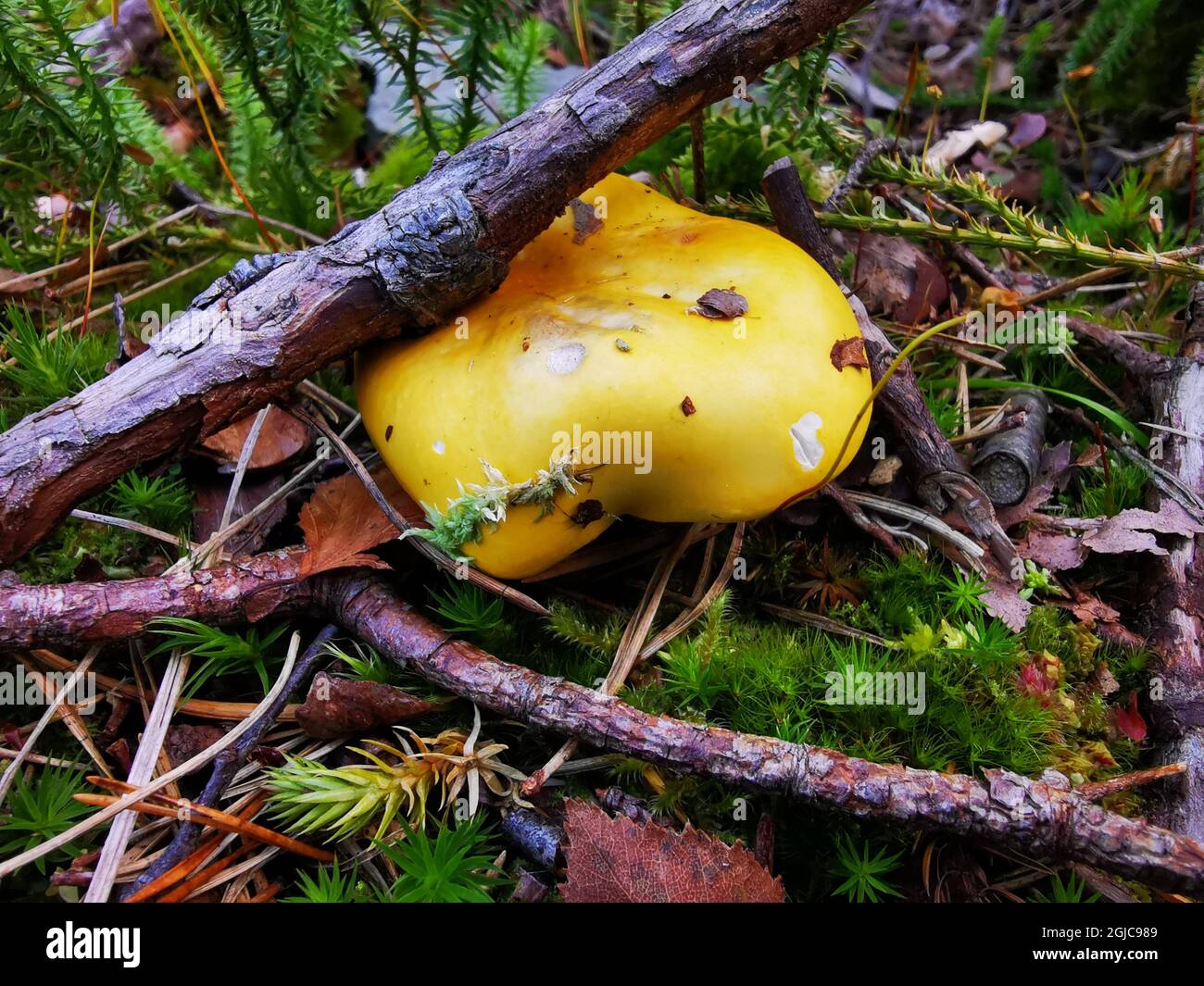 Closeup sot of a gilded brittlegill (Russula aurea) mushroom in the forest Stock Photo
