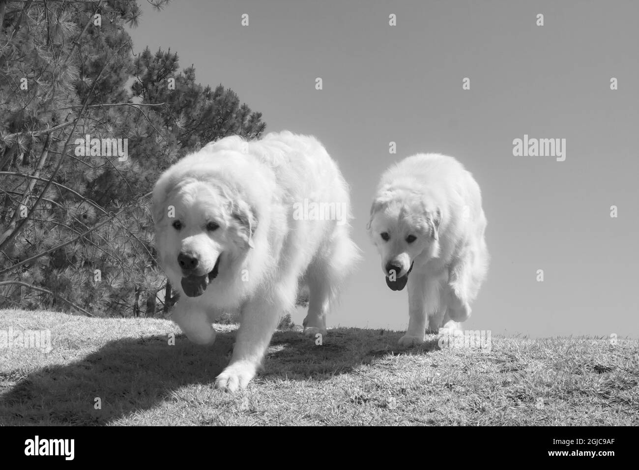 Great Pyrenees in Laguna Beach Stock Photo Alamy