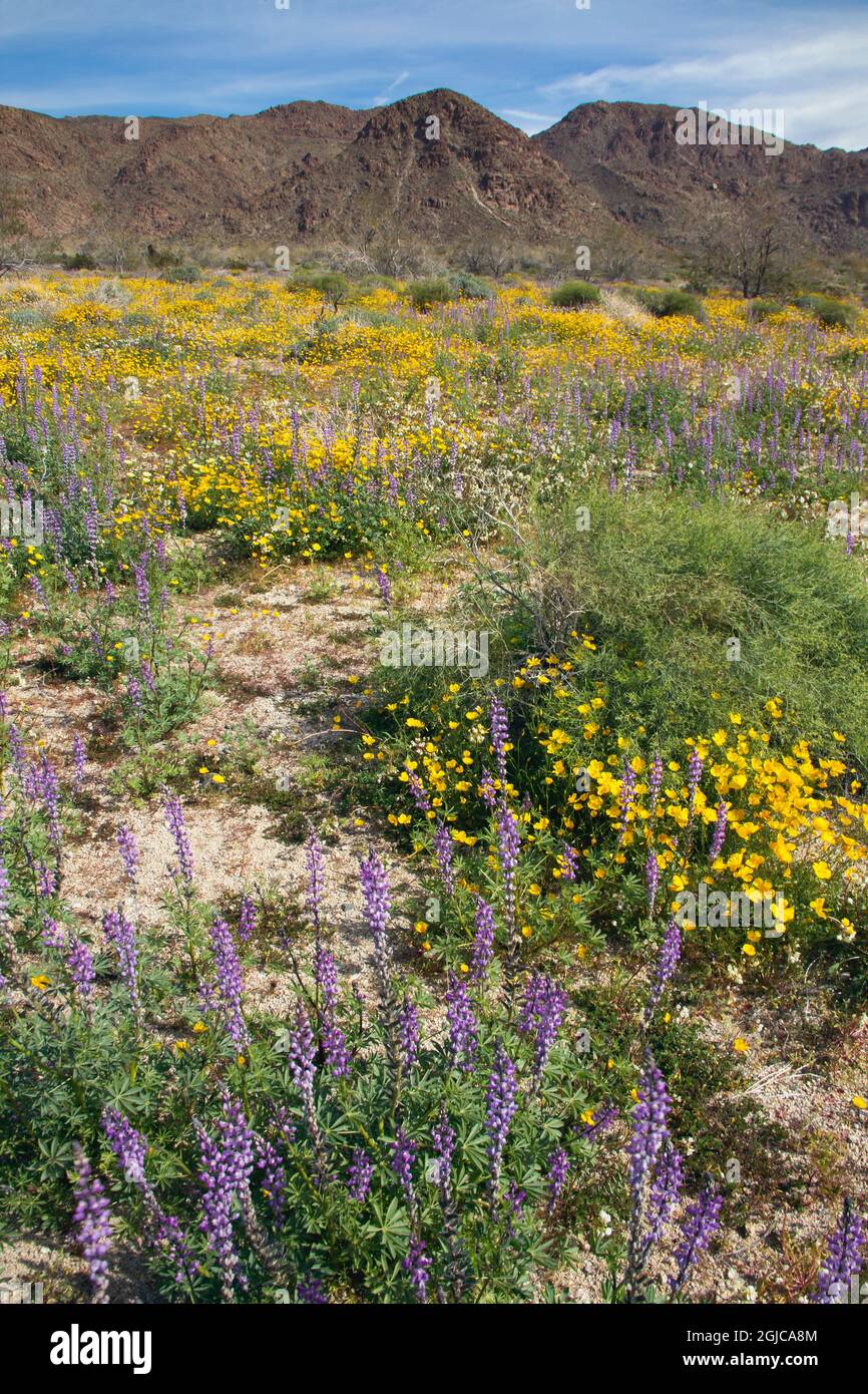 Super bloom Wildflowers, Joshua Tree National Park, California Stock