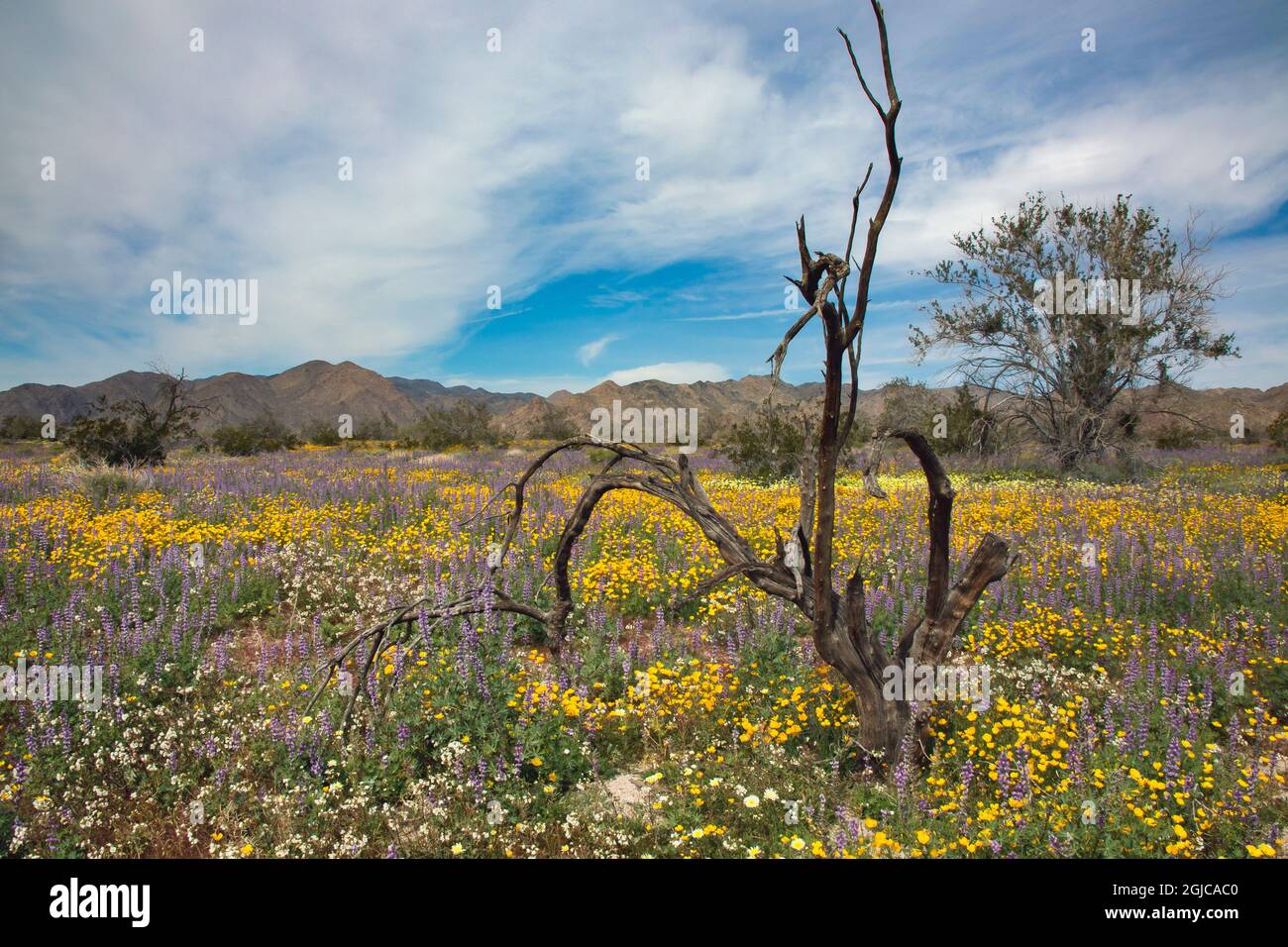 Super bloom Wildflowers, Joshua Tree National Park, California Stock Photo Alamy