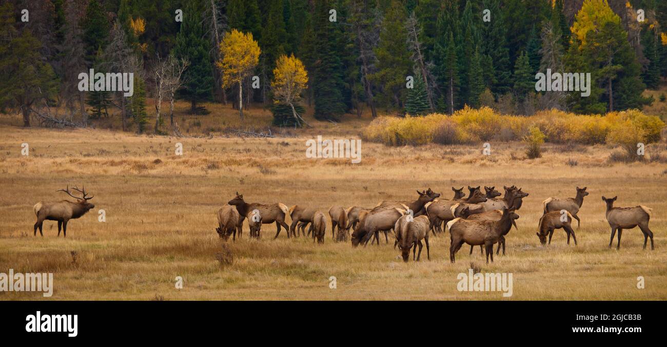 Elk in Rocky Mountain National Park, Colorado, USA Stock Photo - Alamy