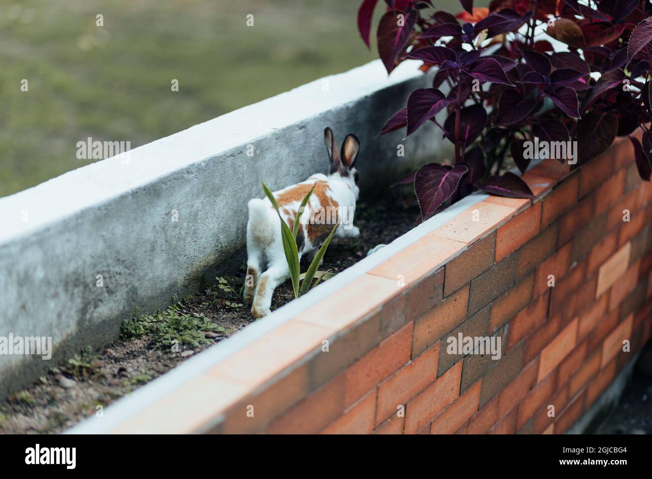 Rear view of a rabbit on plants between walls Stock Photo
