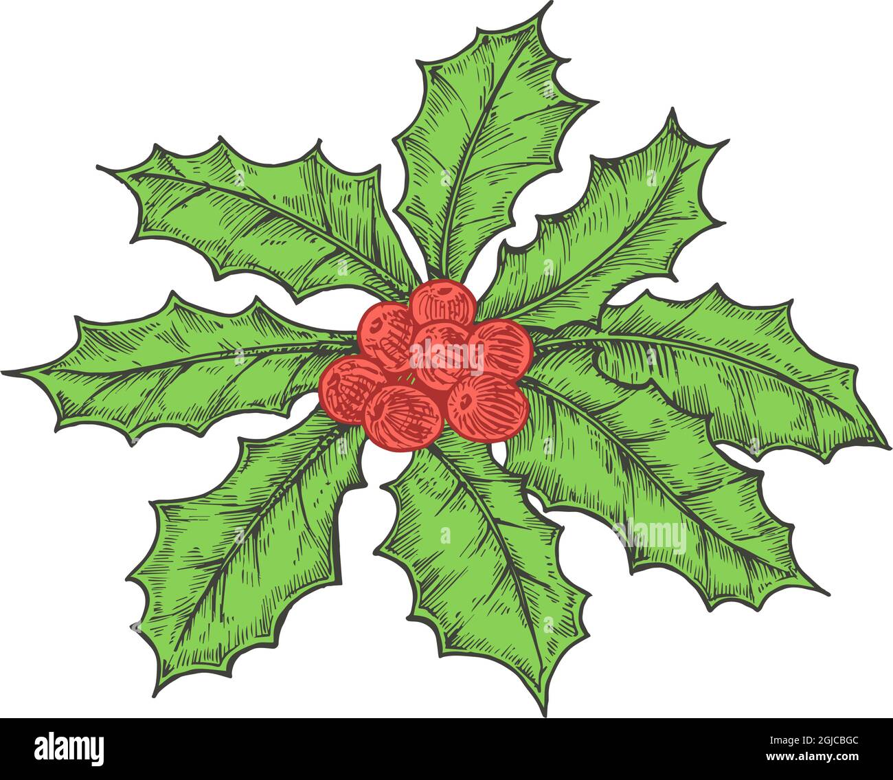 Hand Drawn Christmas Holly Leaves Bunch With Berries Color Vector 