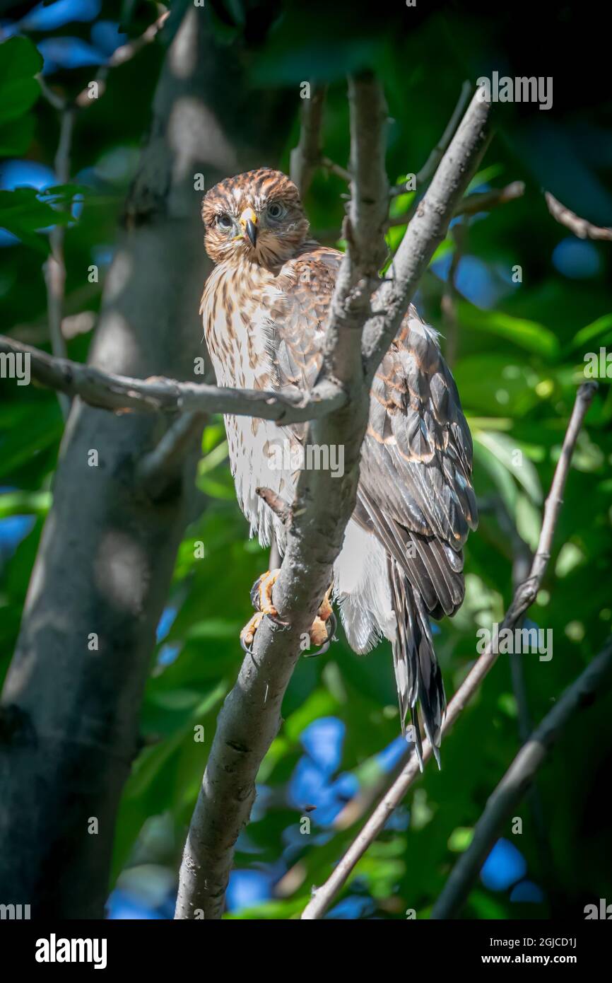 Female coopers hawk hi-res stock photography and images - Alamy