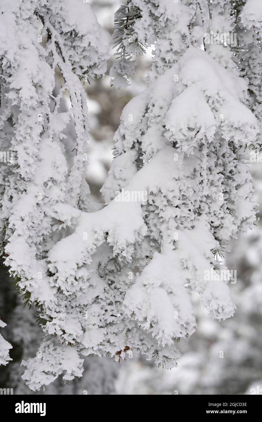 USA, Colorado, Pike National Forest. Fresh snow on Douglas fir branch. Stock Photo