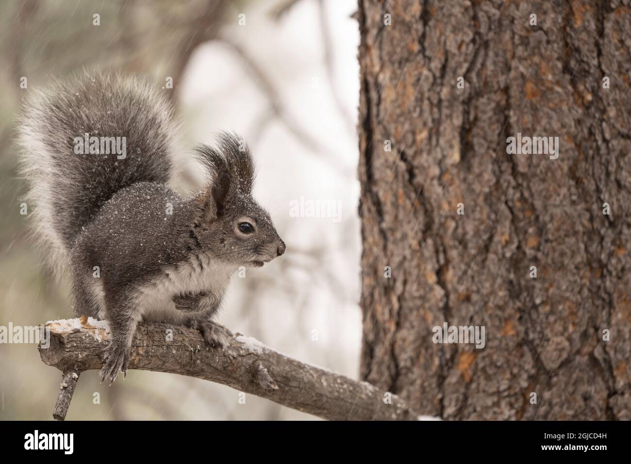 USA, Colorado, Pike National Forest. Abert's squirrel on Ponderosa pine tree during snowstorm. Stock Photo
