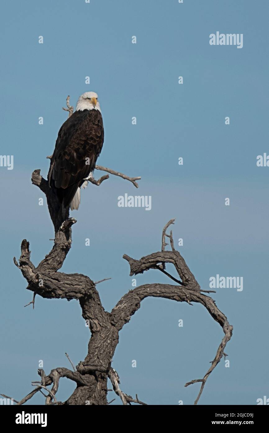 USA, Colorado, Bald Eagle, sitting, tree Stock Photo