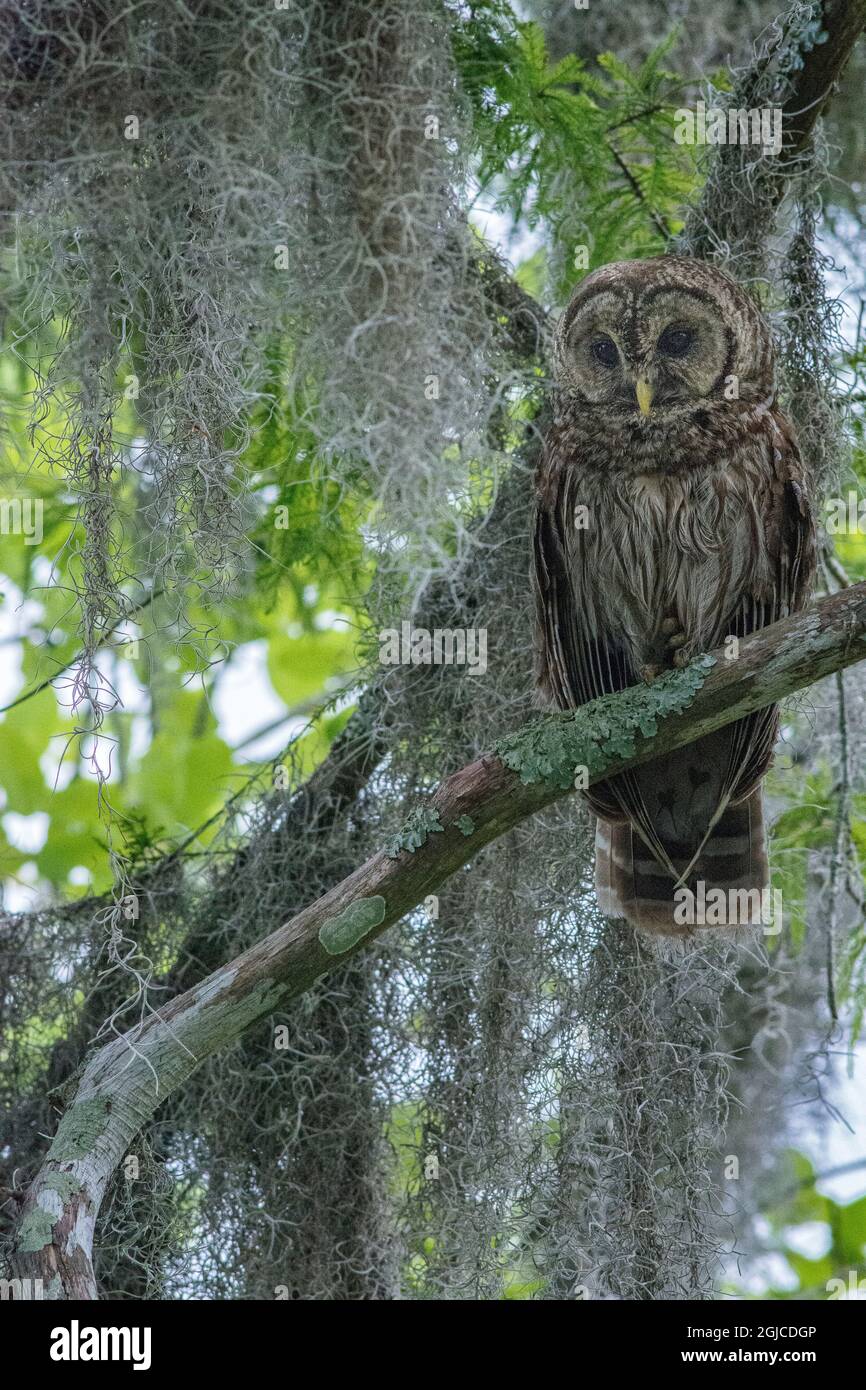 Barred owl perched in cypress forest, Manchac Swamp kayak tour near New Orleans, Louisiana, USA. Stock Photo