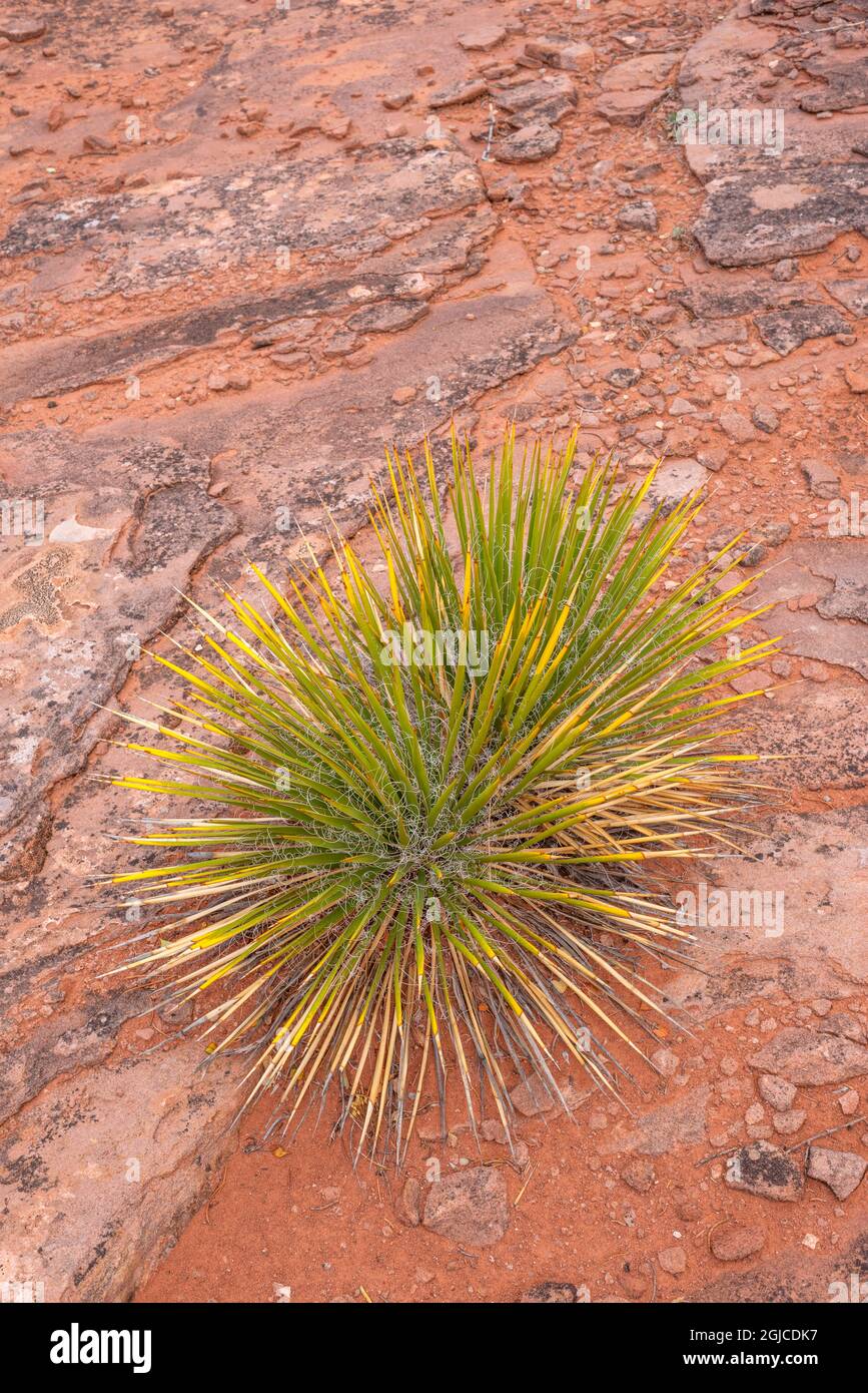 USA, Colorado, Colorado National Monument, Agave growing on sandstone at Monument Canyon Overlook Stock Photo