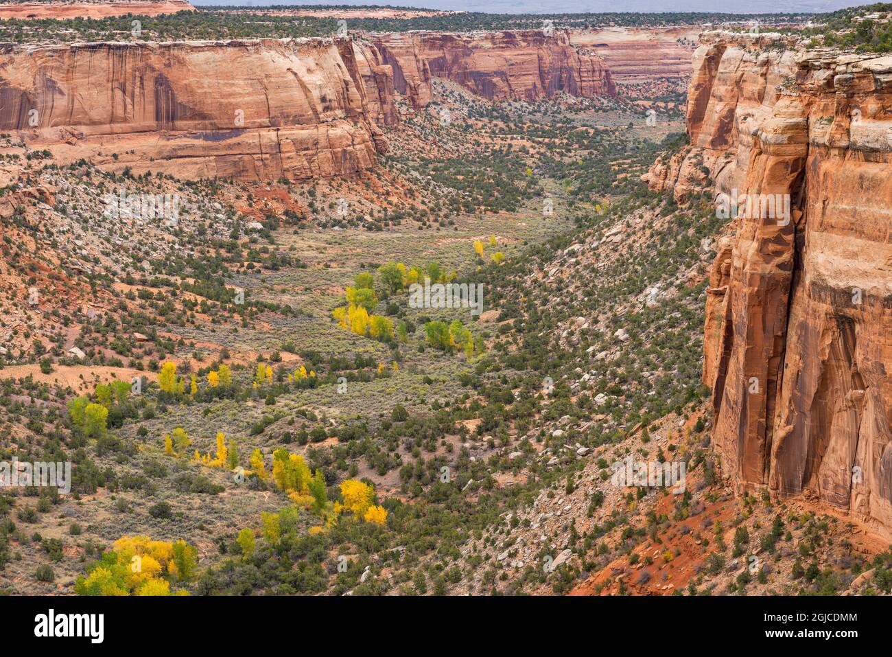 USA, Colorado, Colorado National Monument, Ute Canyon in autumn from Upper Ute Canyon Overlook. Stock Photo