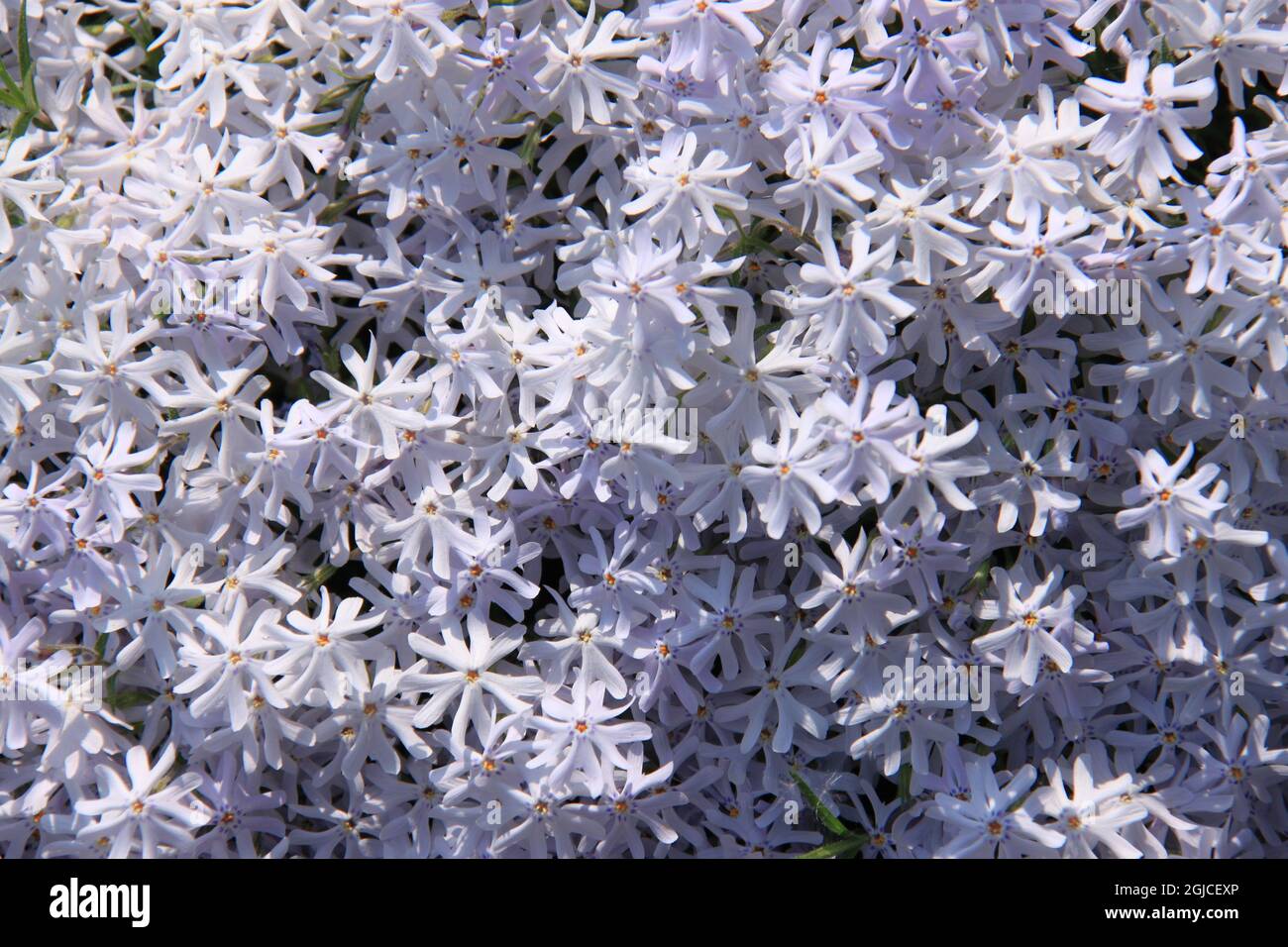splendid blooming phlox flowers Stock Photo