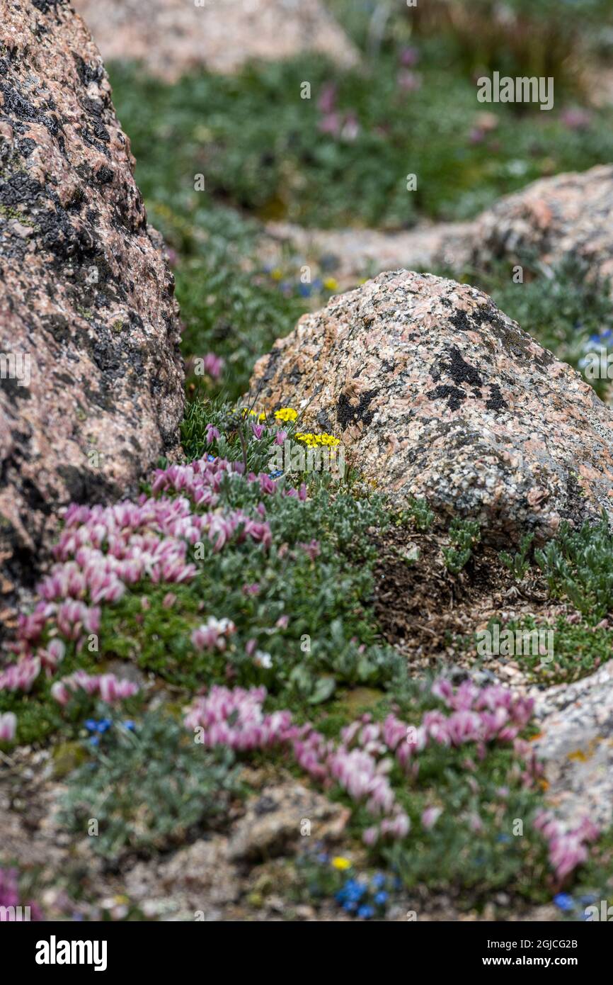 Wildflowers in the Colorado Rockies. Granite rock. Stock Photo