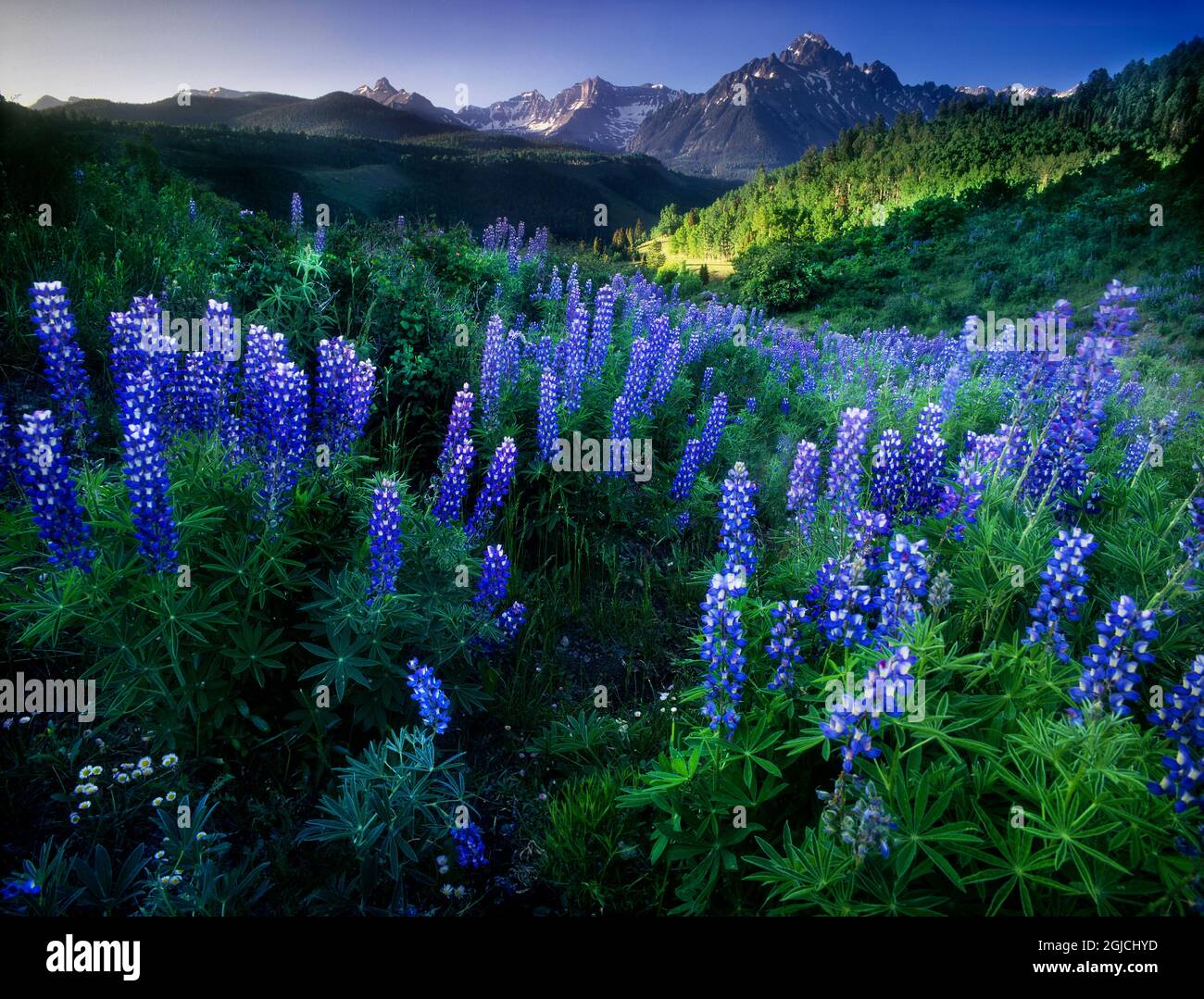 Lupine on Dallas divide with distant my snaffles near Telluride in the Colorado Rocky Mountains Stock Photo