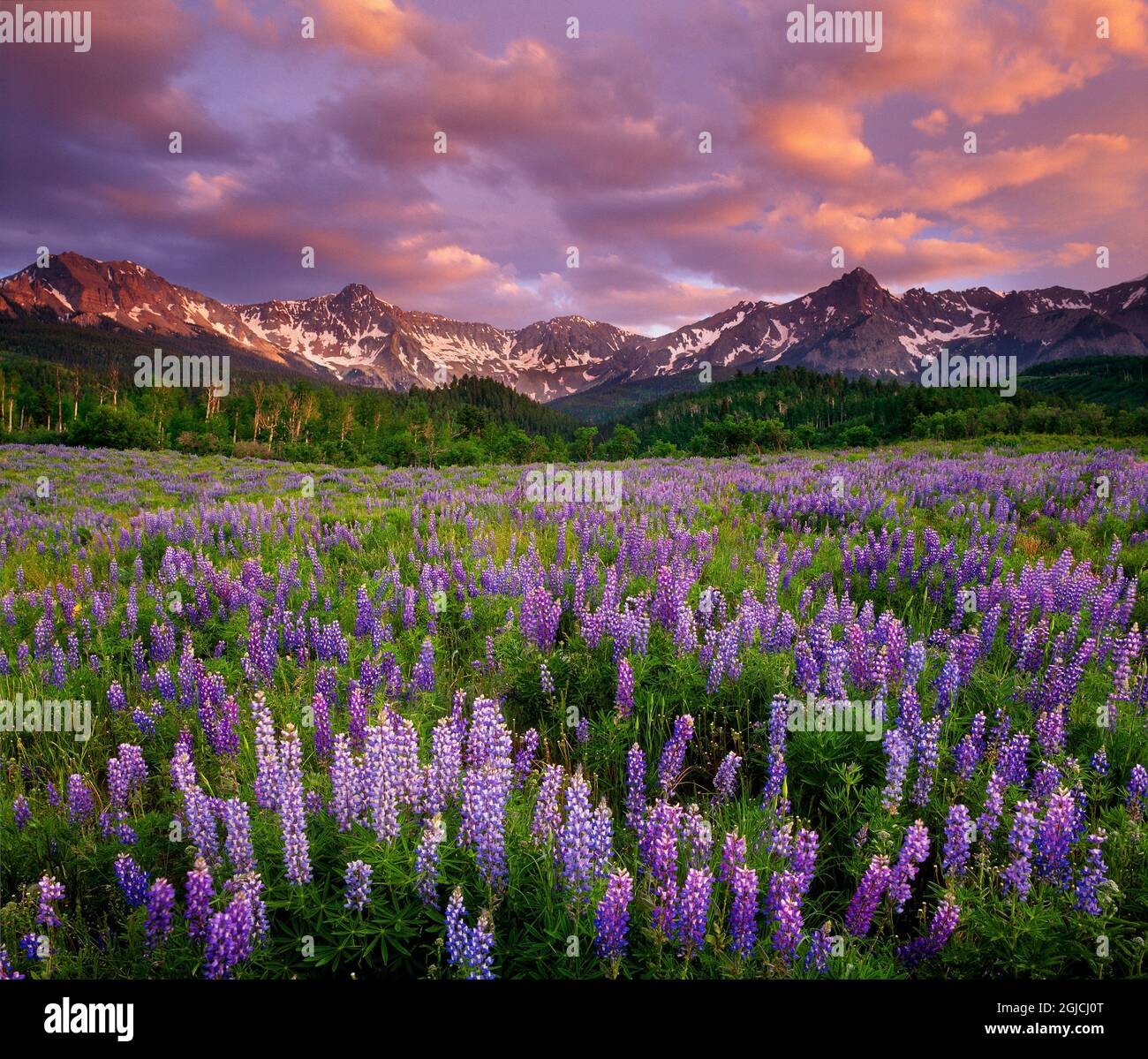 Wildflowers near telluride colorado hires stock photography and images