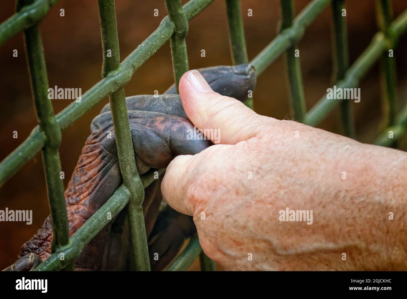 Center for Great Apes, Wauchula, Florida. Stock Photo