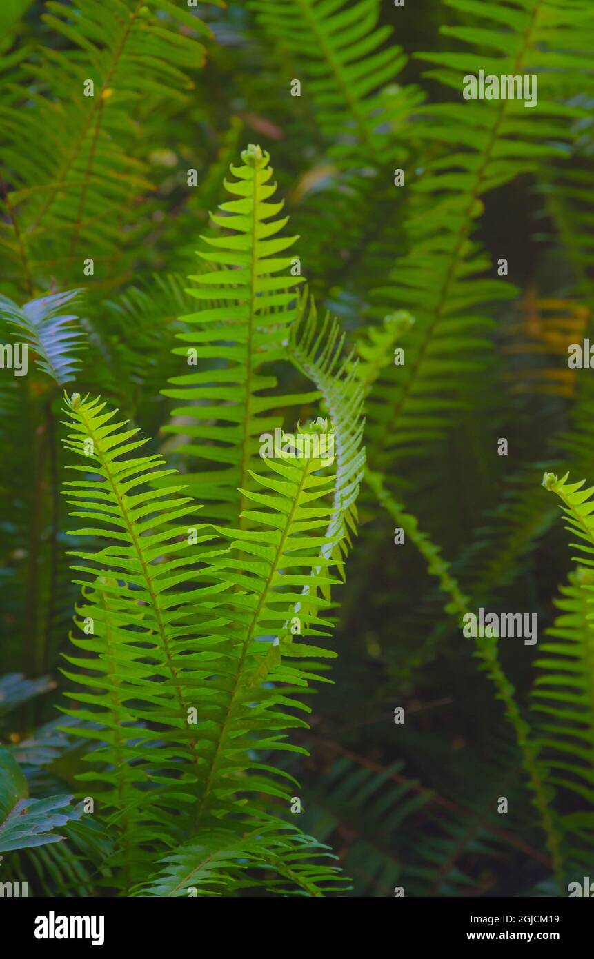 USA, Florida. Ferns Stock Photo - Alamy