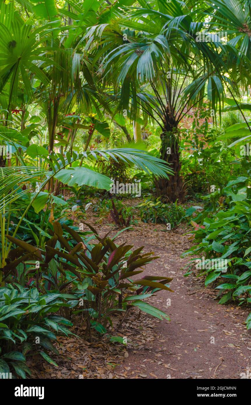 USA, Florida. Tropical garden with palm trees Stock Photo - Alamy
