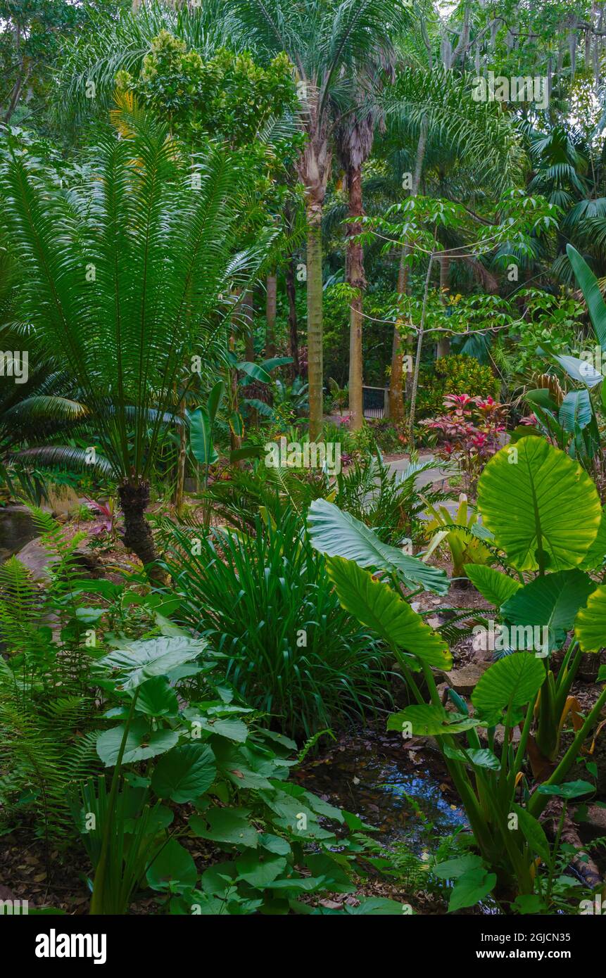 Tropical garden palm trees hi-res stock photography and images - Alamy