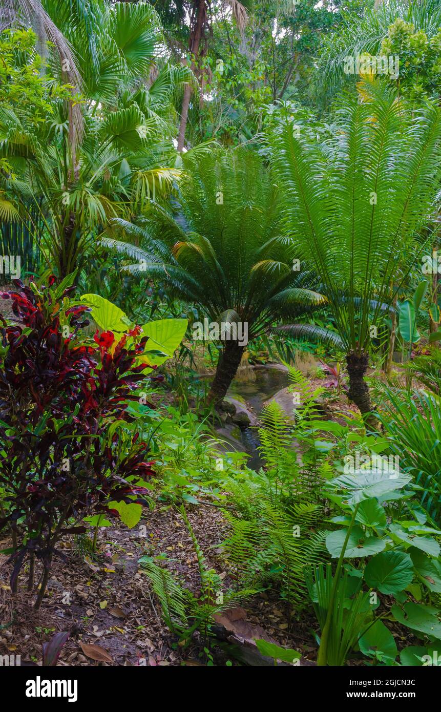 USA, Florida. Tropical garden palm trees Stock Photo - Alamy