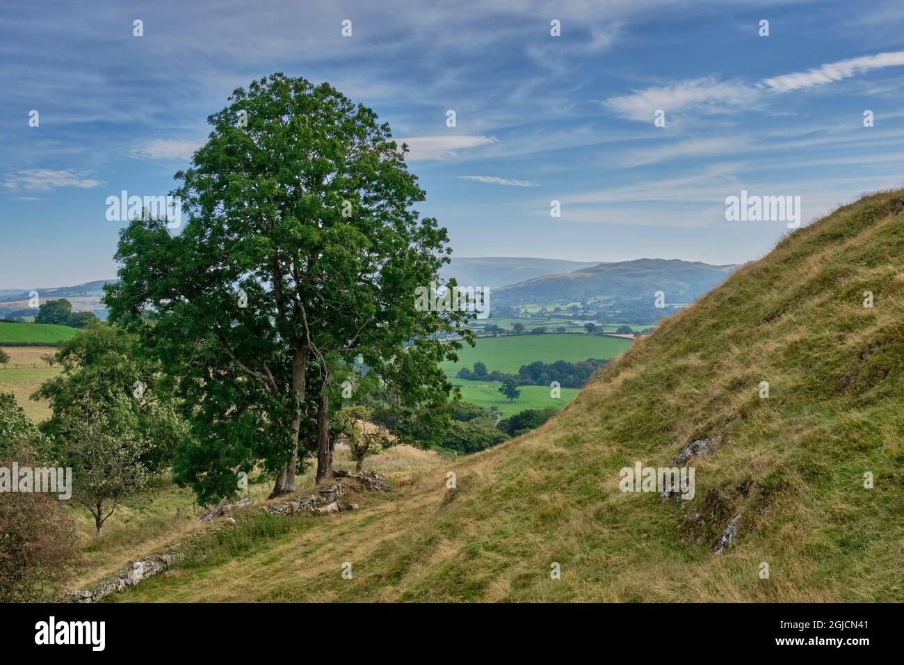 Tree on the lower slopes of Castle Mount, Cefnllys, near Llandrindod Wells, Powys, Wales Stock Photo