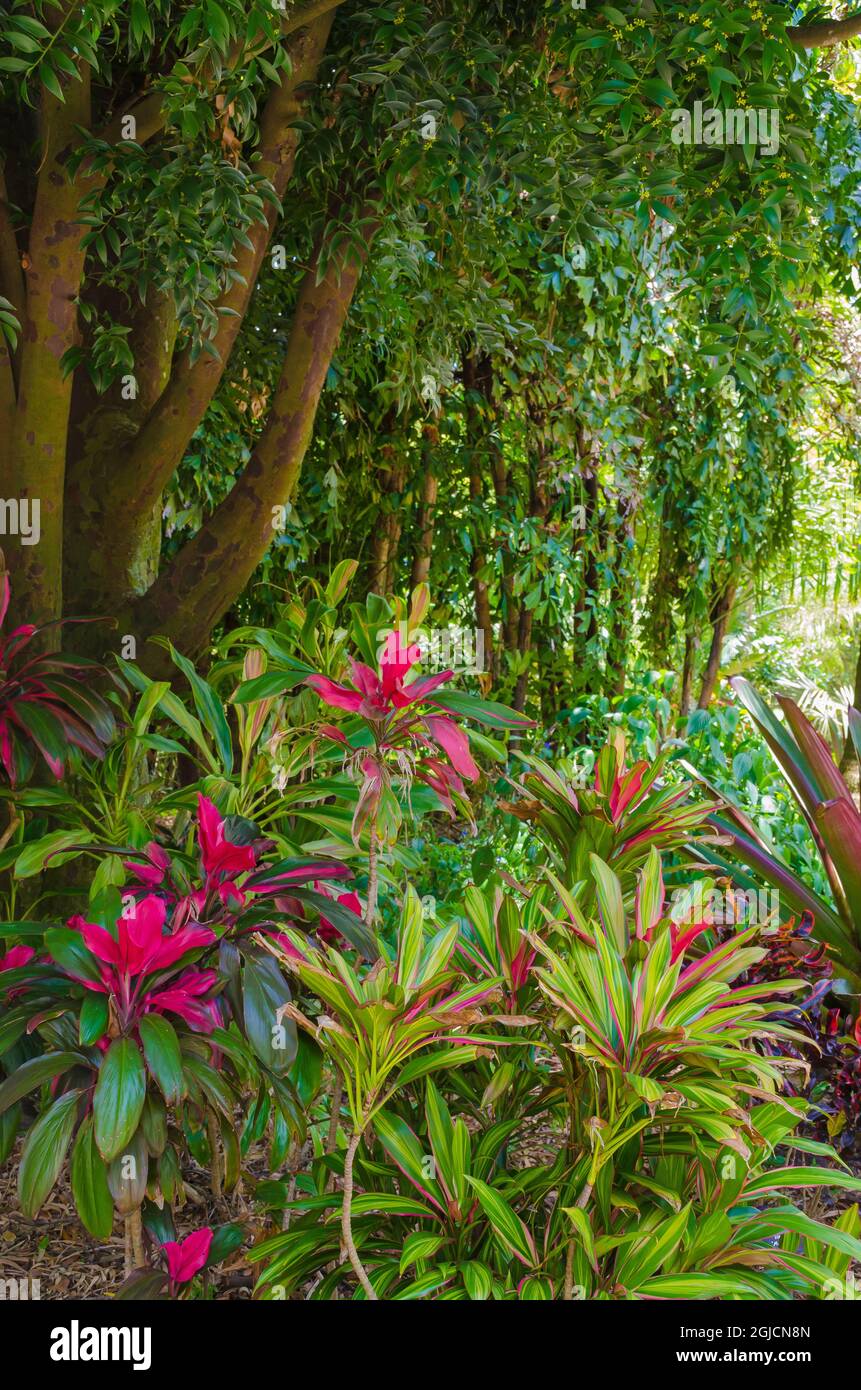 USA, Florida. Tropical garden with vibrant plants Stock Photo - Alamy