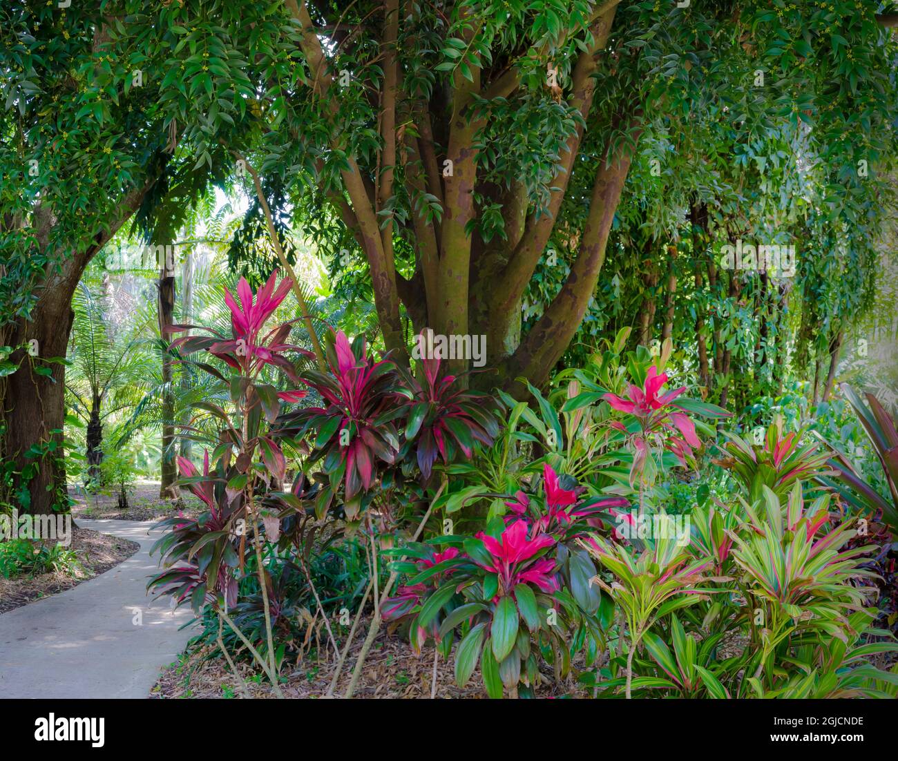 USA, Florida. Tropical garden path Stock Photo - Alamy