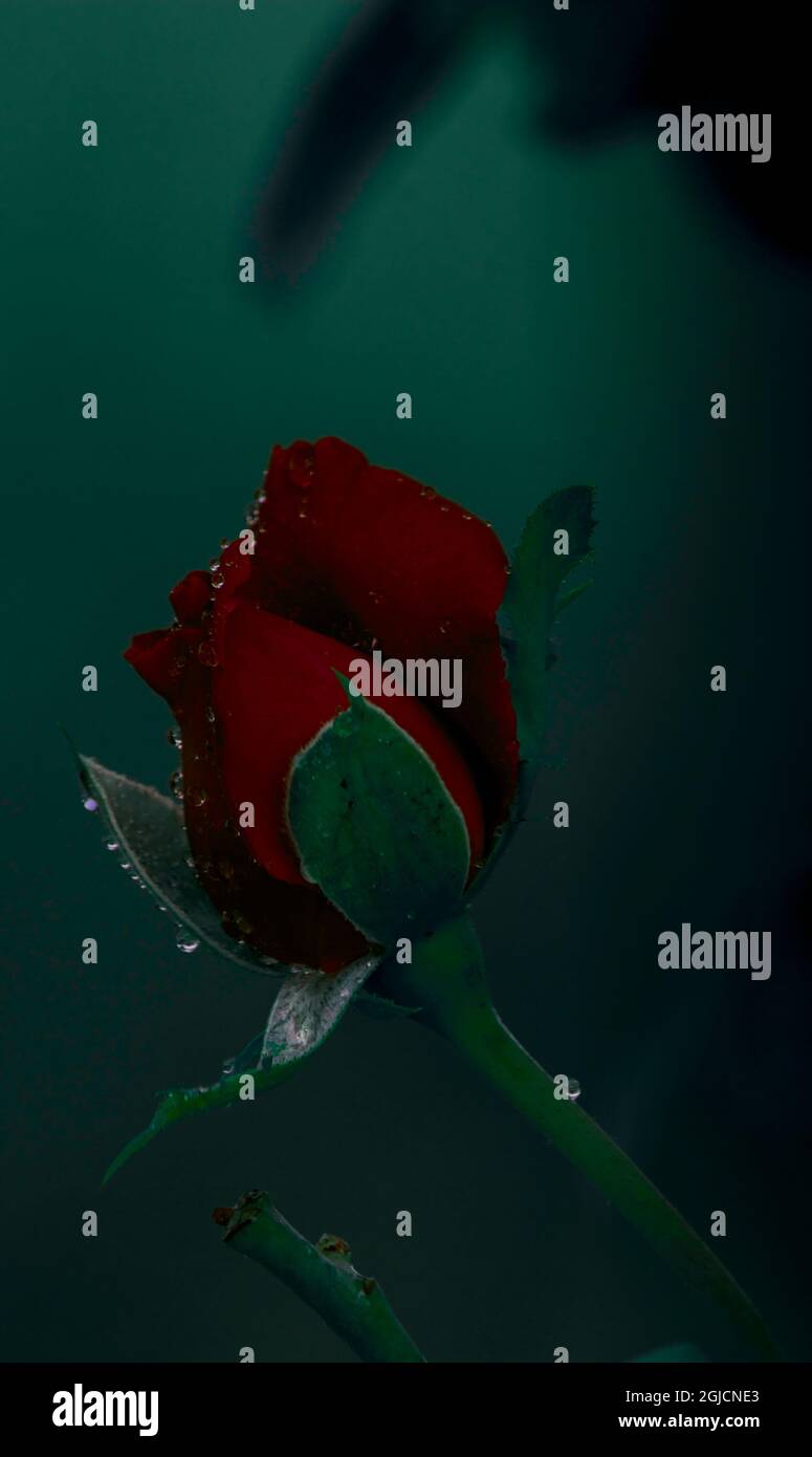 Rose beauty and the beast hi-res stock photography and images - Alamy