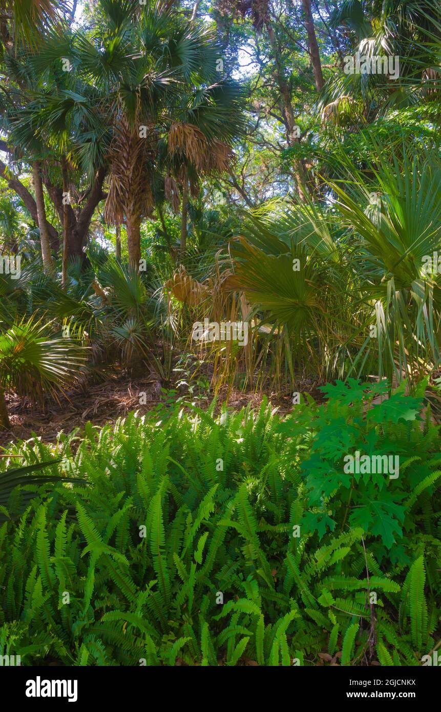 Florida, Tropical Garden Stock Photo - Alamy