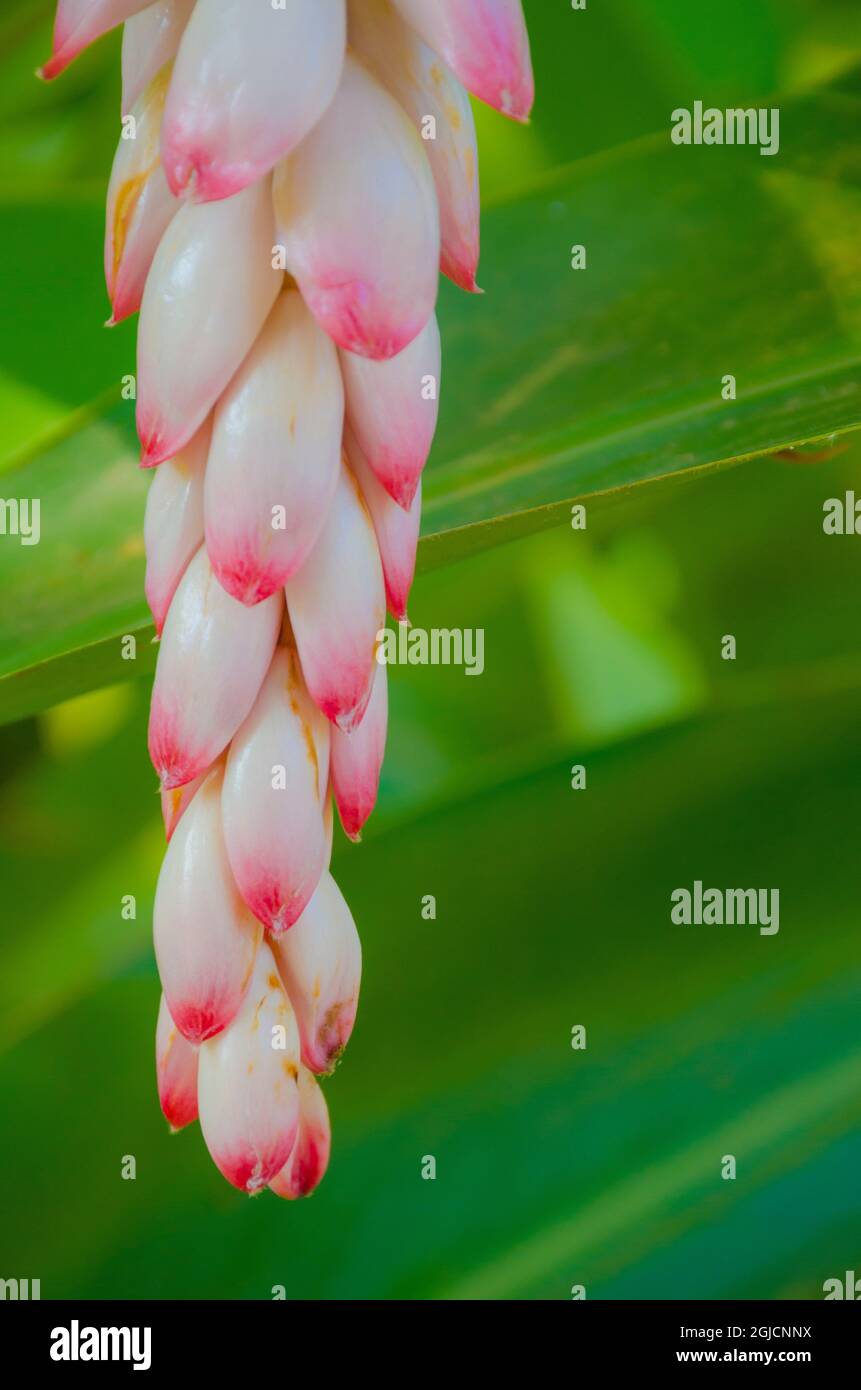 Florida Tropical Bloom Stock Photo Alamy