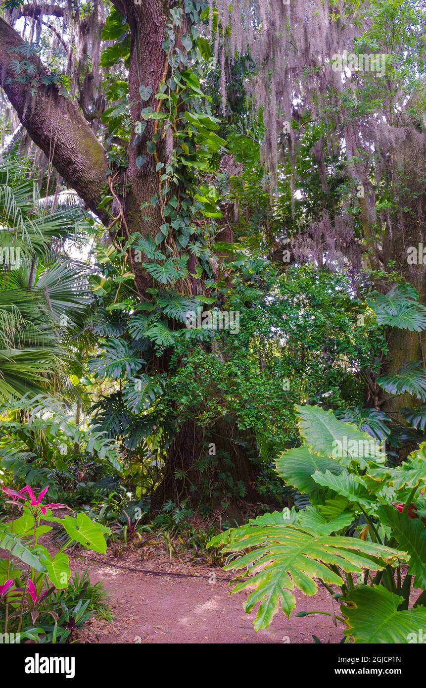 Florida, Tropical Garden Stock Photo - Alamy