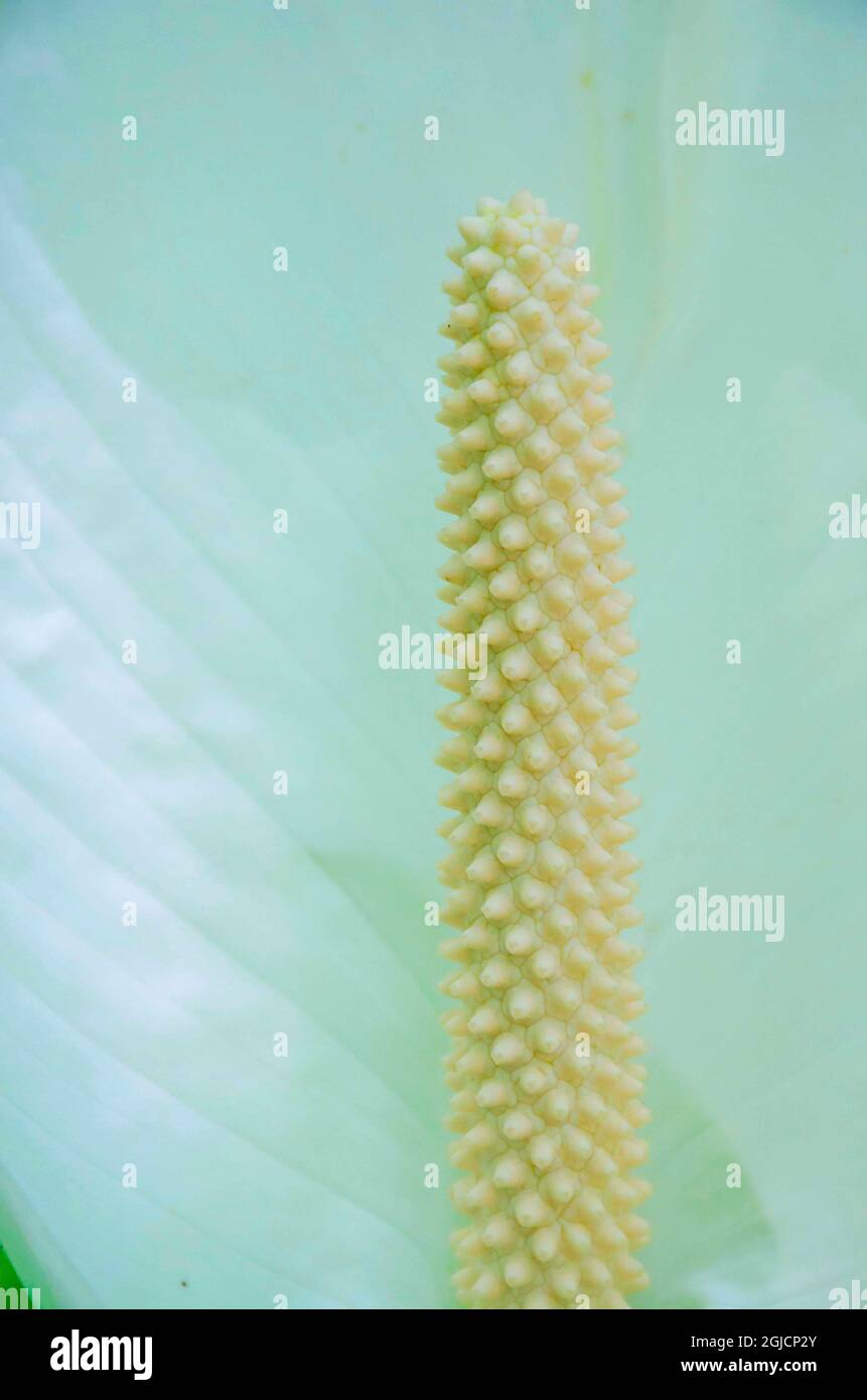 Florida, Peace Lily Stock Photo Alamy