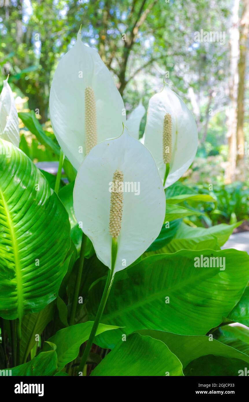 Florida, Peace Lily Stock Photo Alamy